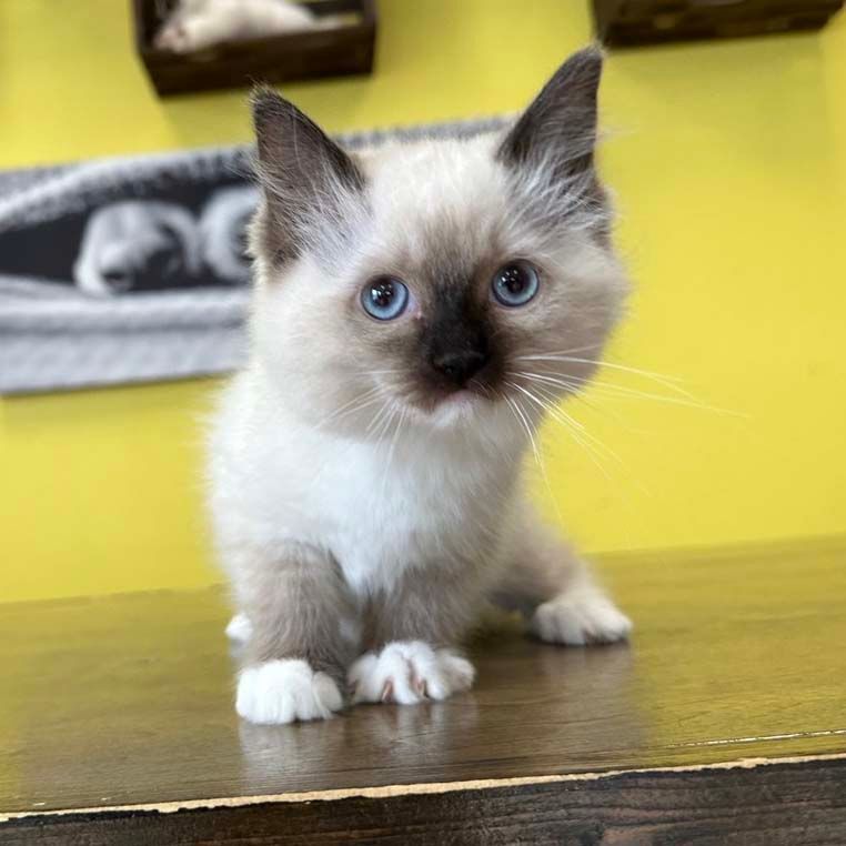 ragdoll kittens ragdoll kittens for sale