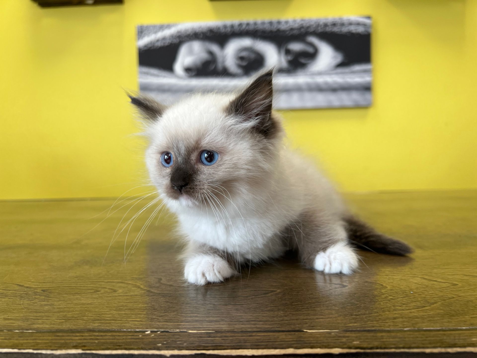 Ragdoll Kittens New York