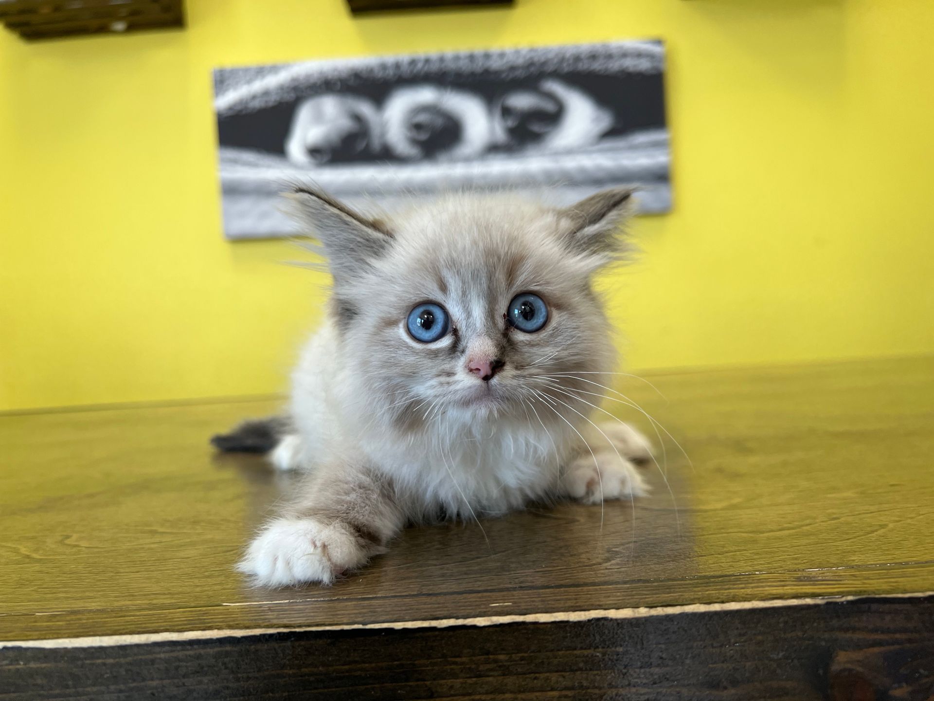 Ragdoll Kittens New York