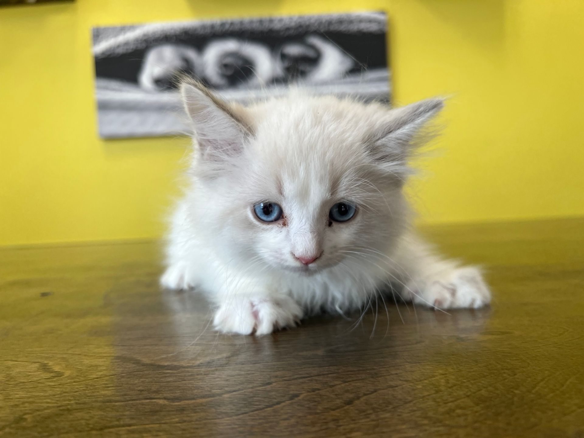 Ragdoll Kittens New York