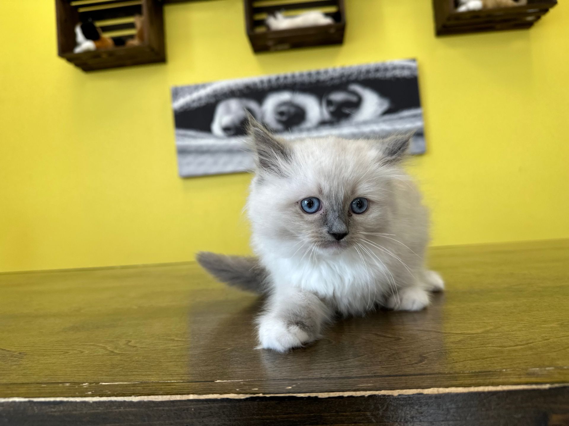Ragdoll Kittens New York