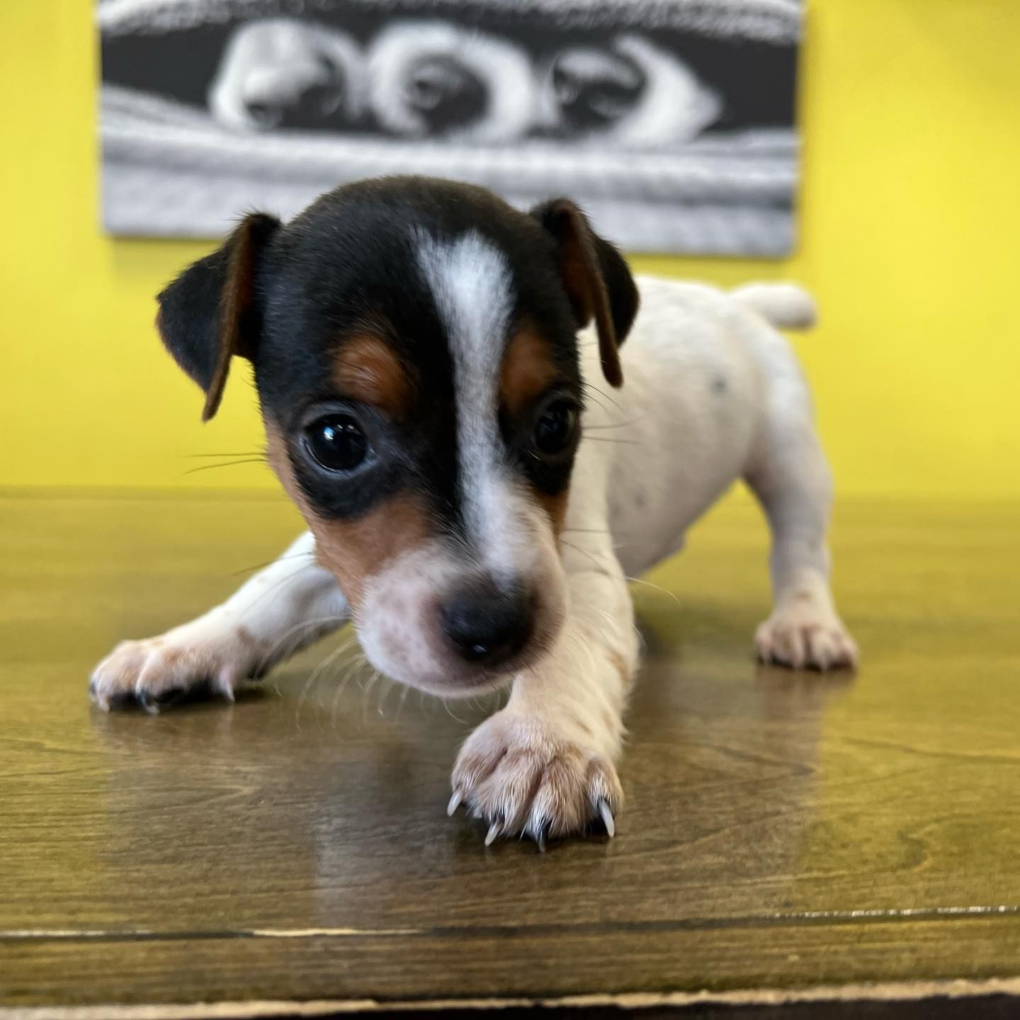 rat terrier puppies rat terrier puppies for sale