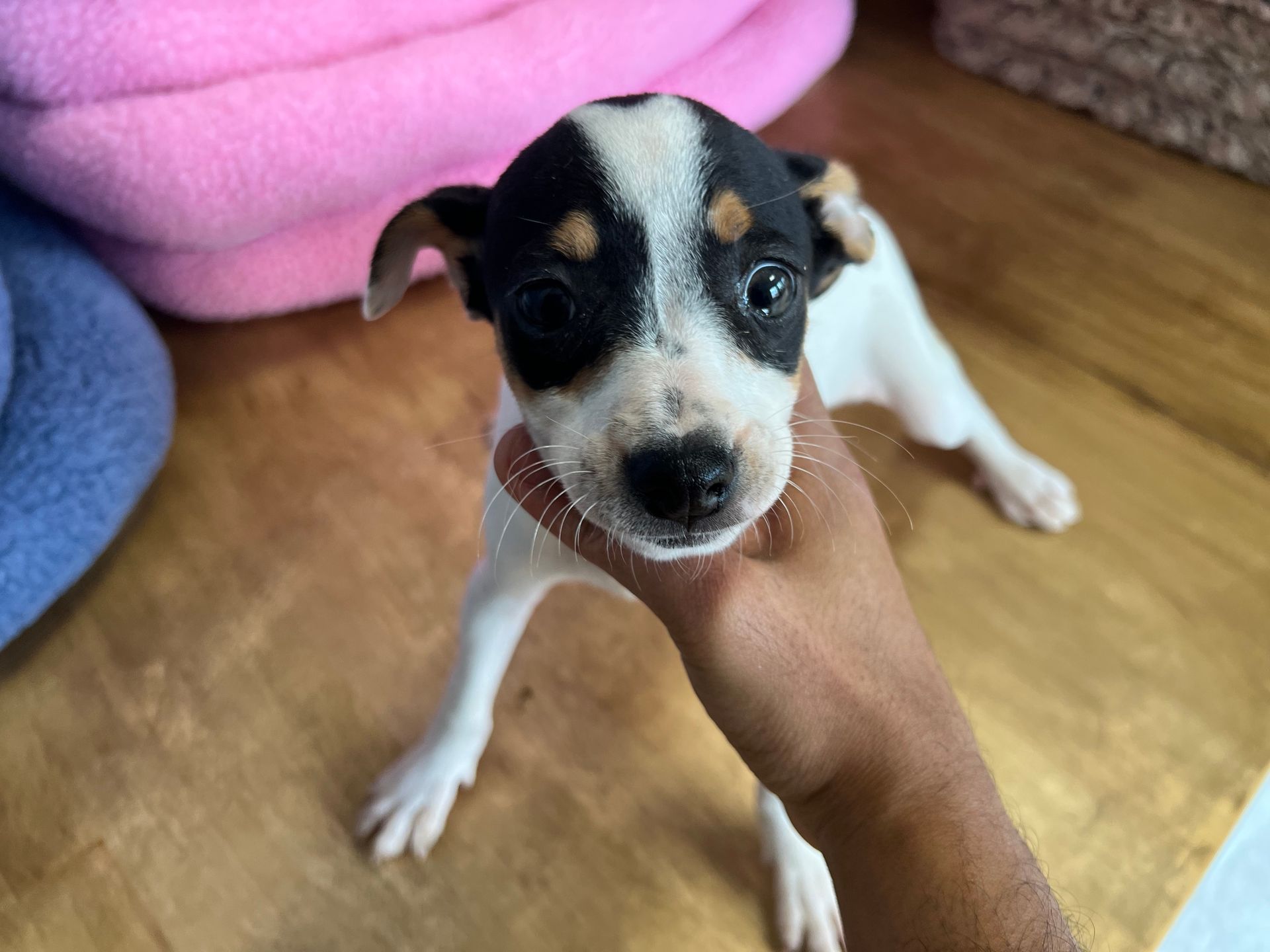 Rat Terrier puppies New York