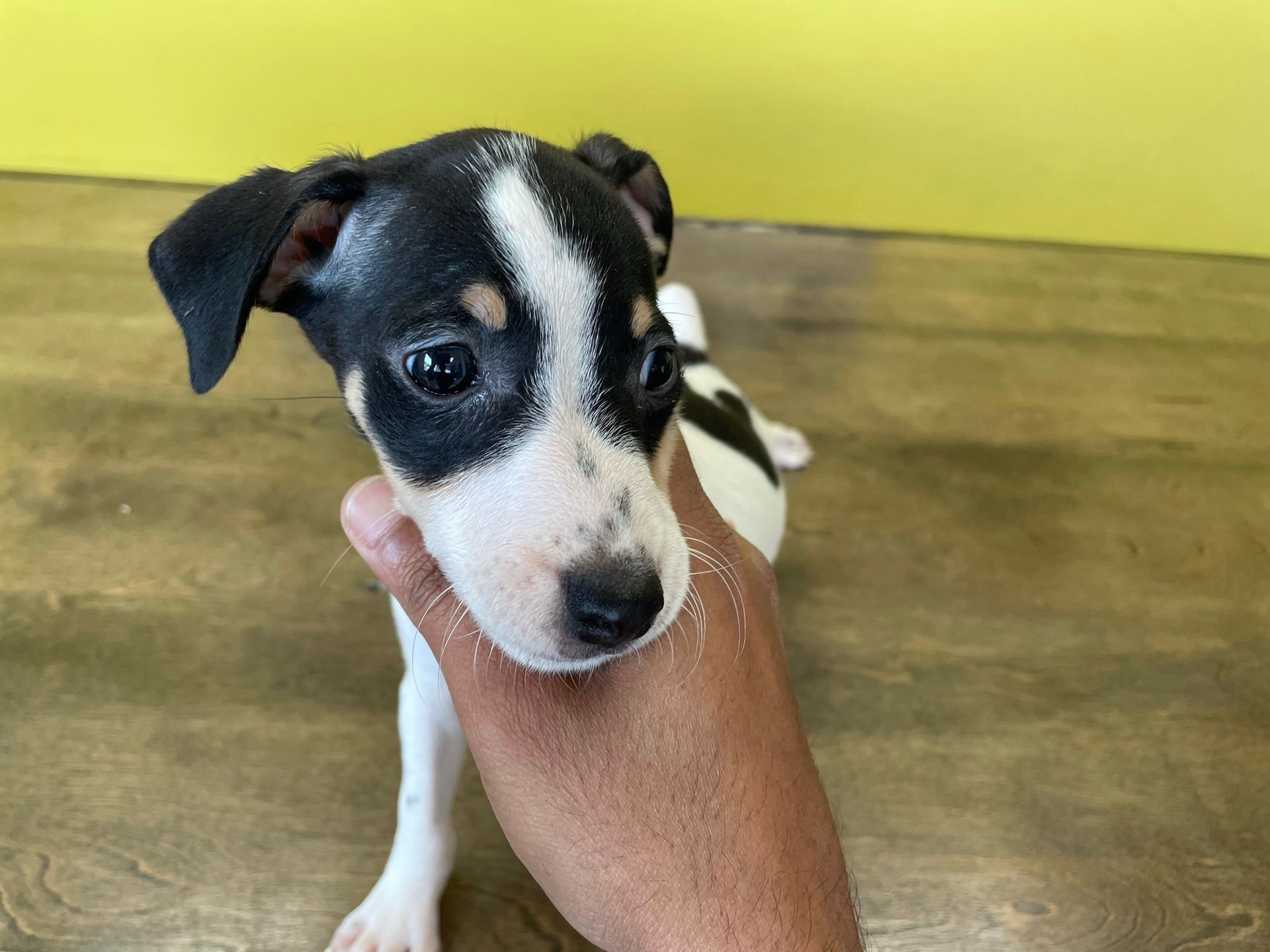 Rat Terrier puppies New York