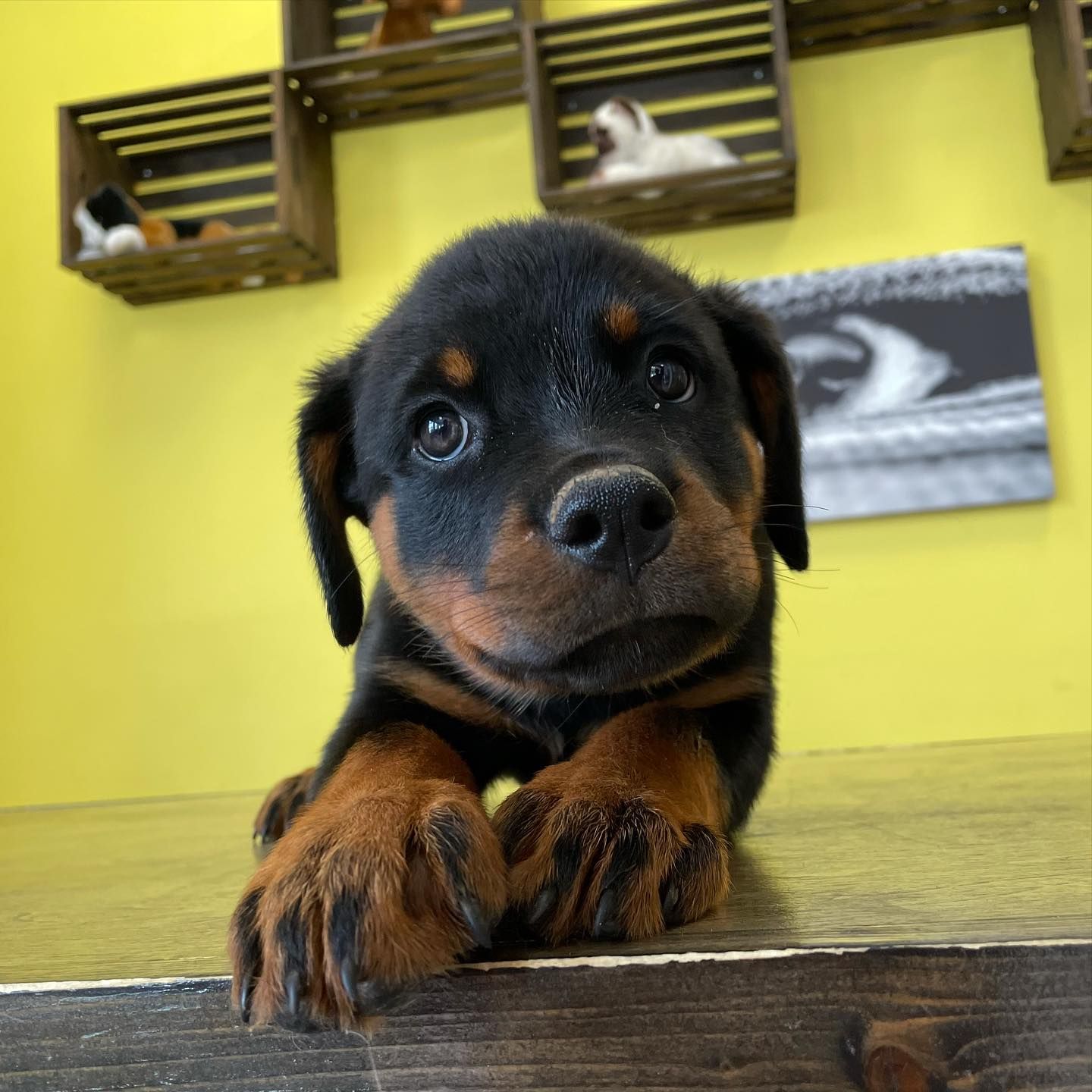 rottweiler puppies Rottweiler puppies for sale
