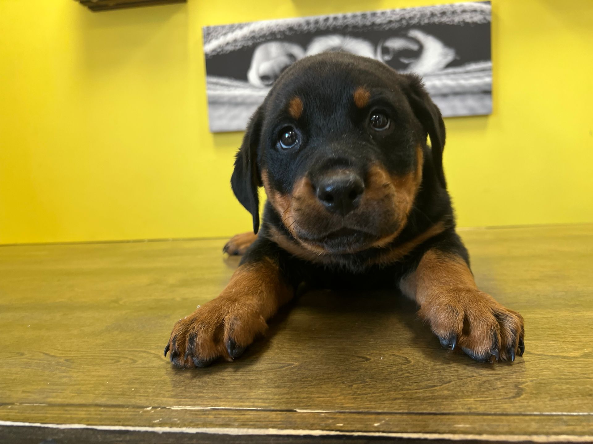 Rottweiler puppies New York