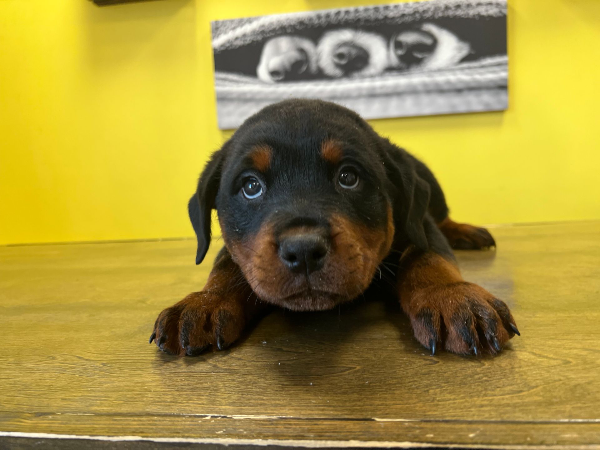 Rottweiler puppies for sale New York