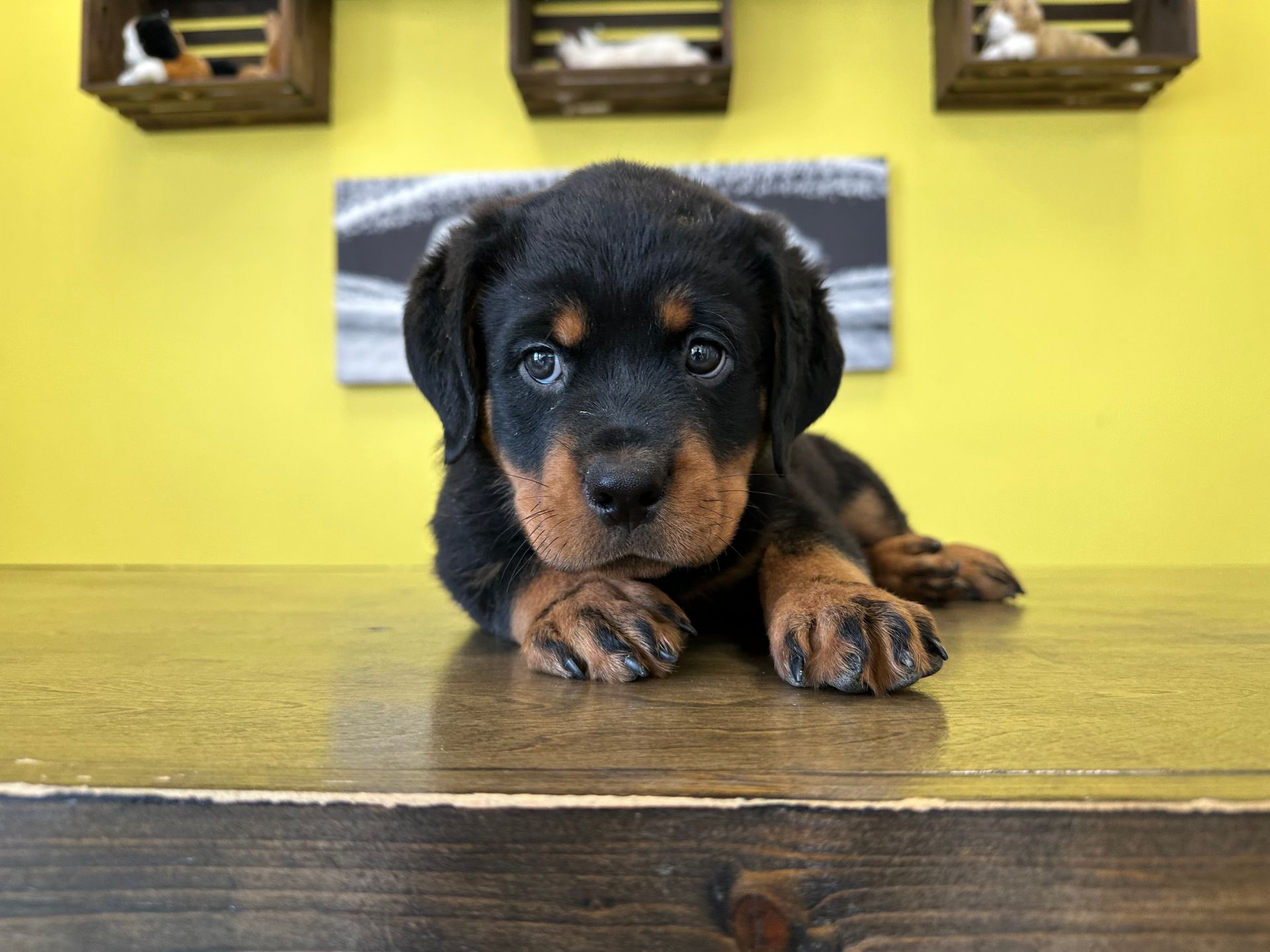 Rottweiler puppies New York