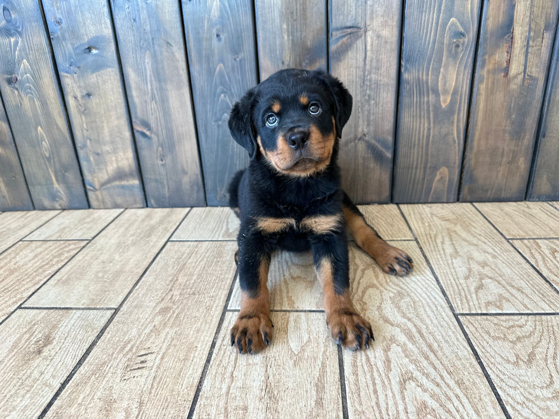 Rottweiler puppies for sale New York