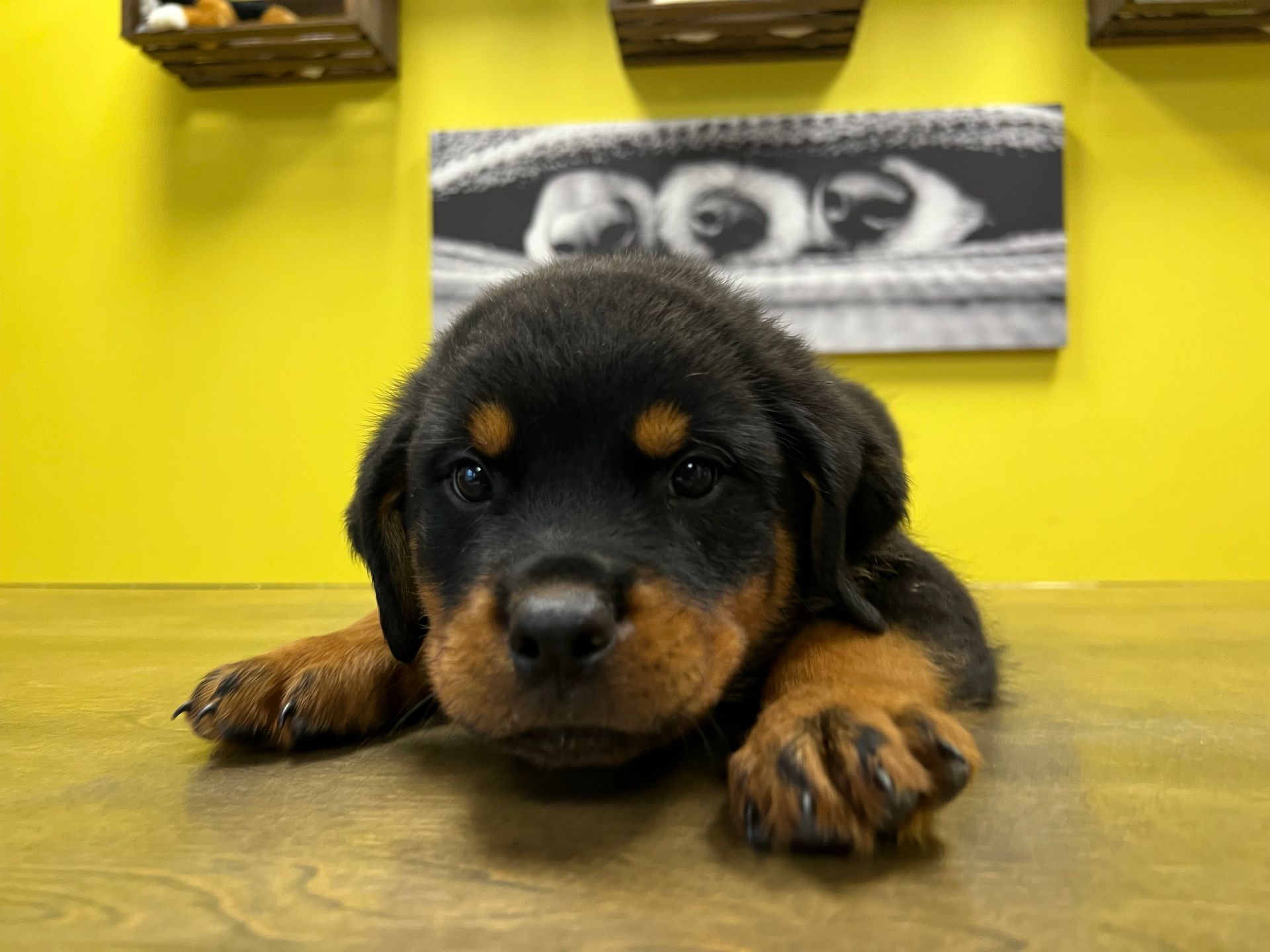 Rottweiler puppies New York