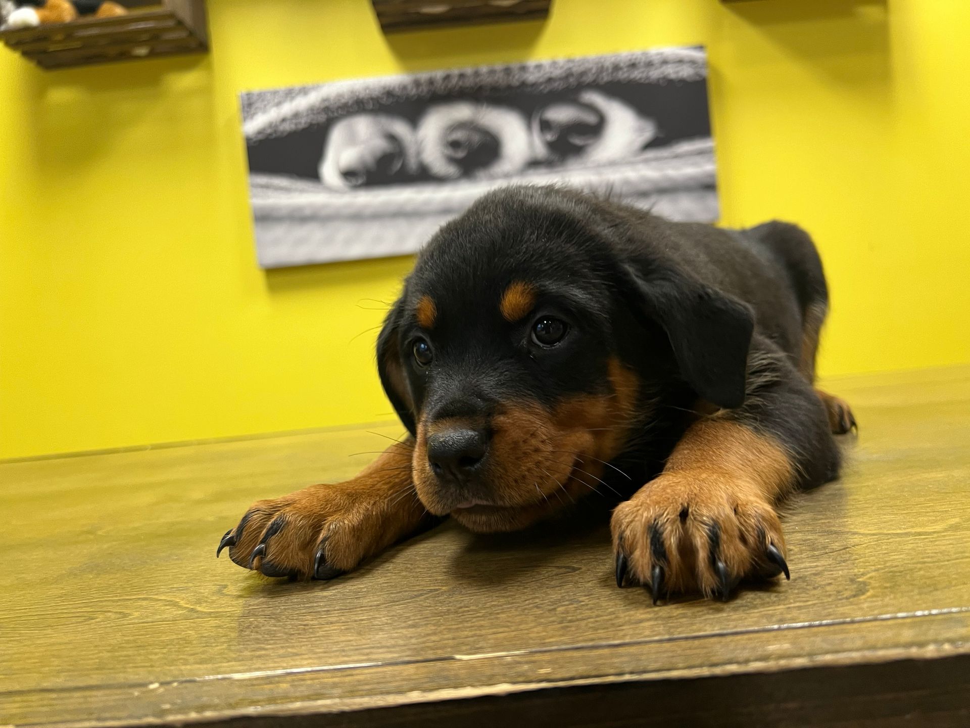 Rottweiler puppies for sale New York