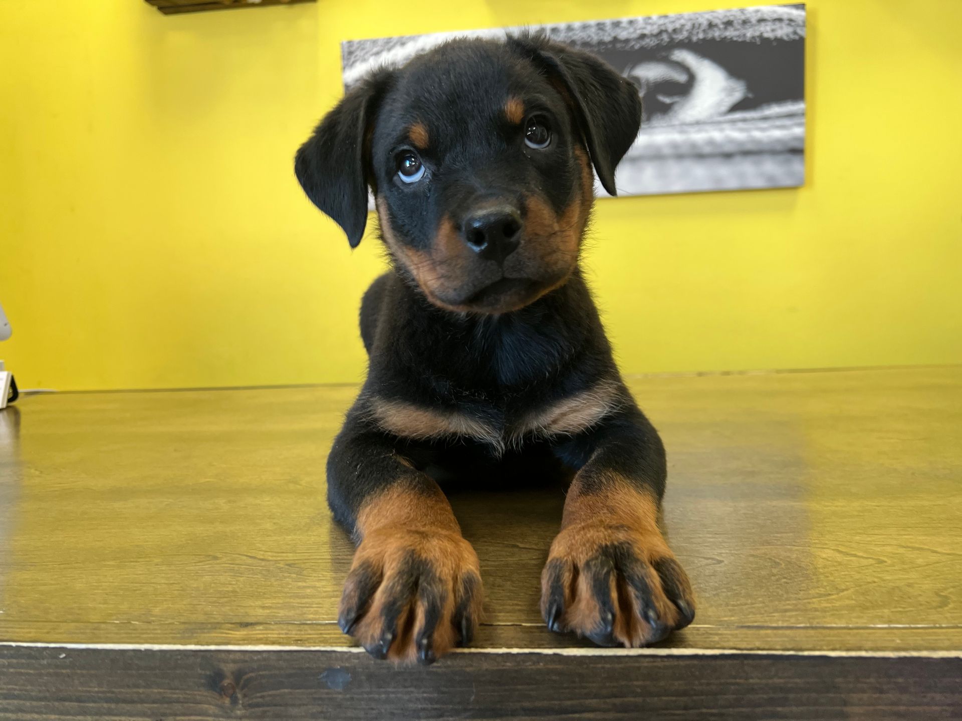 Rottweiler puppies New York