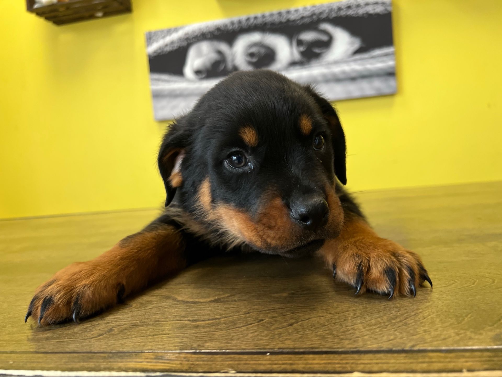 Rottweiler puppies for sale New York