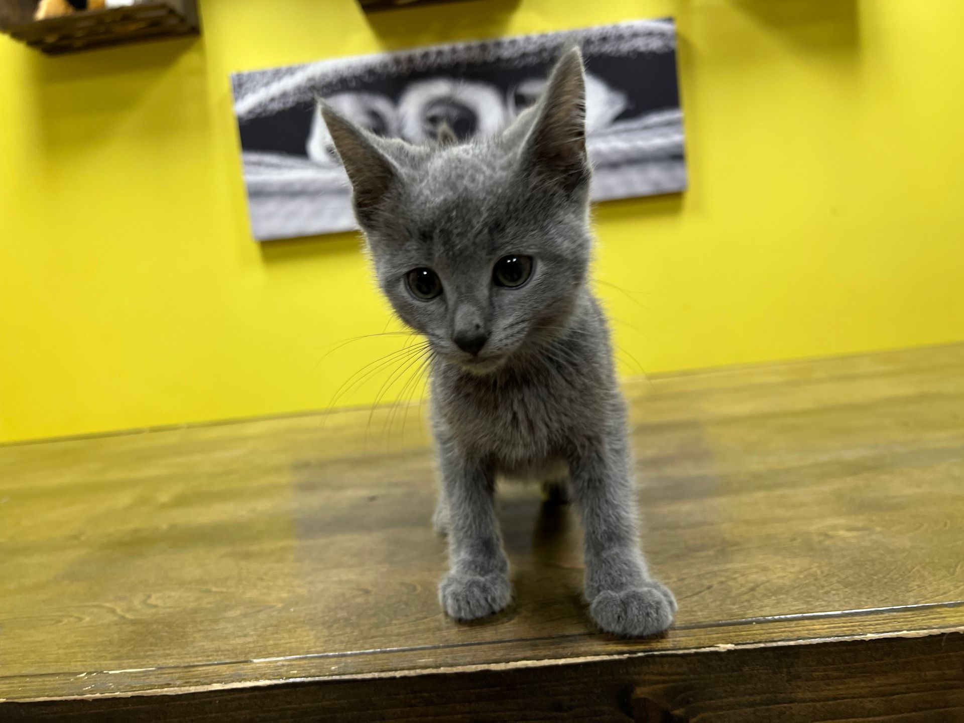 Russian Blue Kittens New York