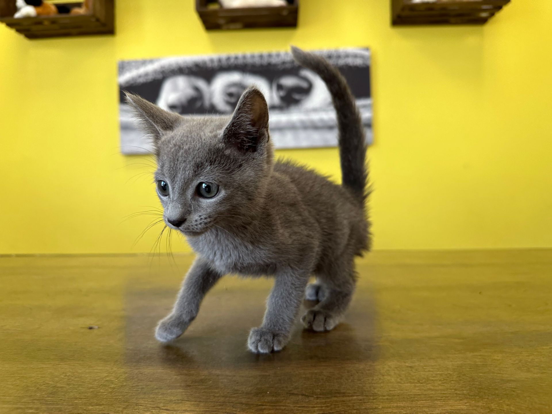 Russian Blue Kittens for sale New York