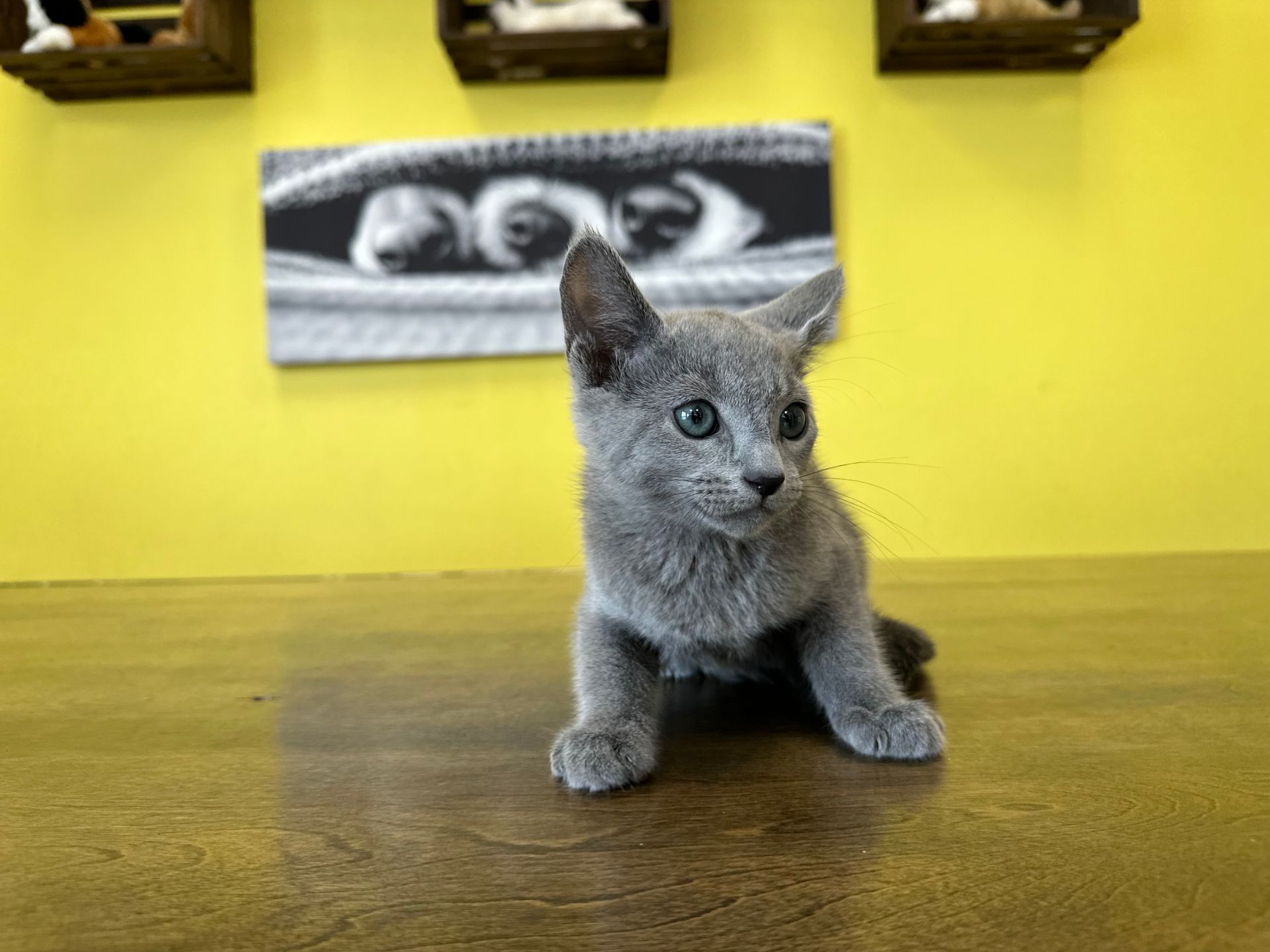 Russian Blue Kittens New York