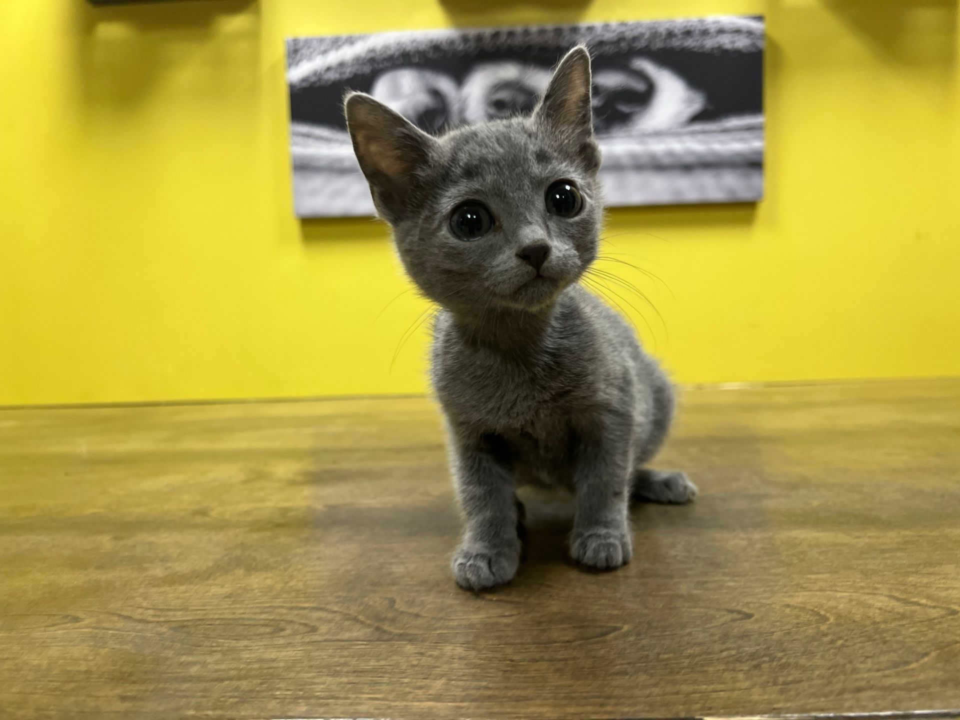 Russian Blue Kittens for sale New York