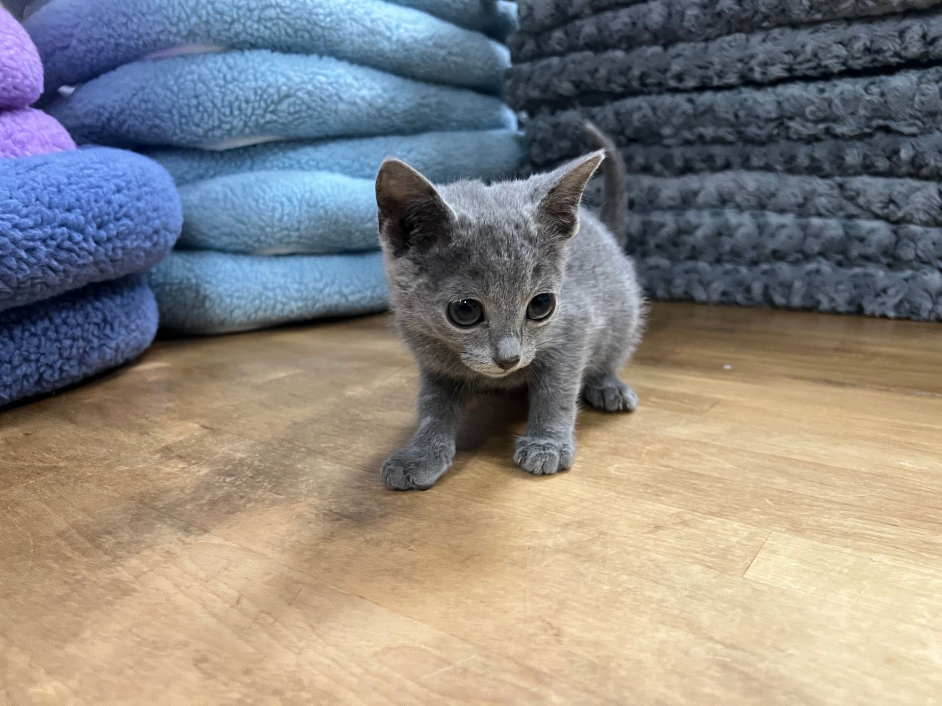Russian Blue Kittens New York