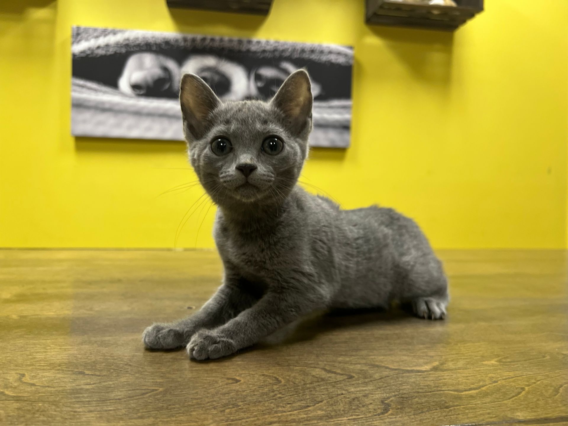 Russian Blue Kittens for sale New York