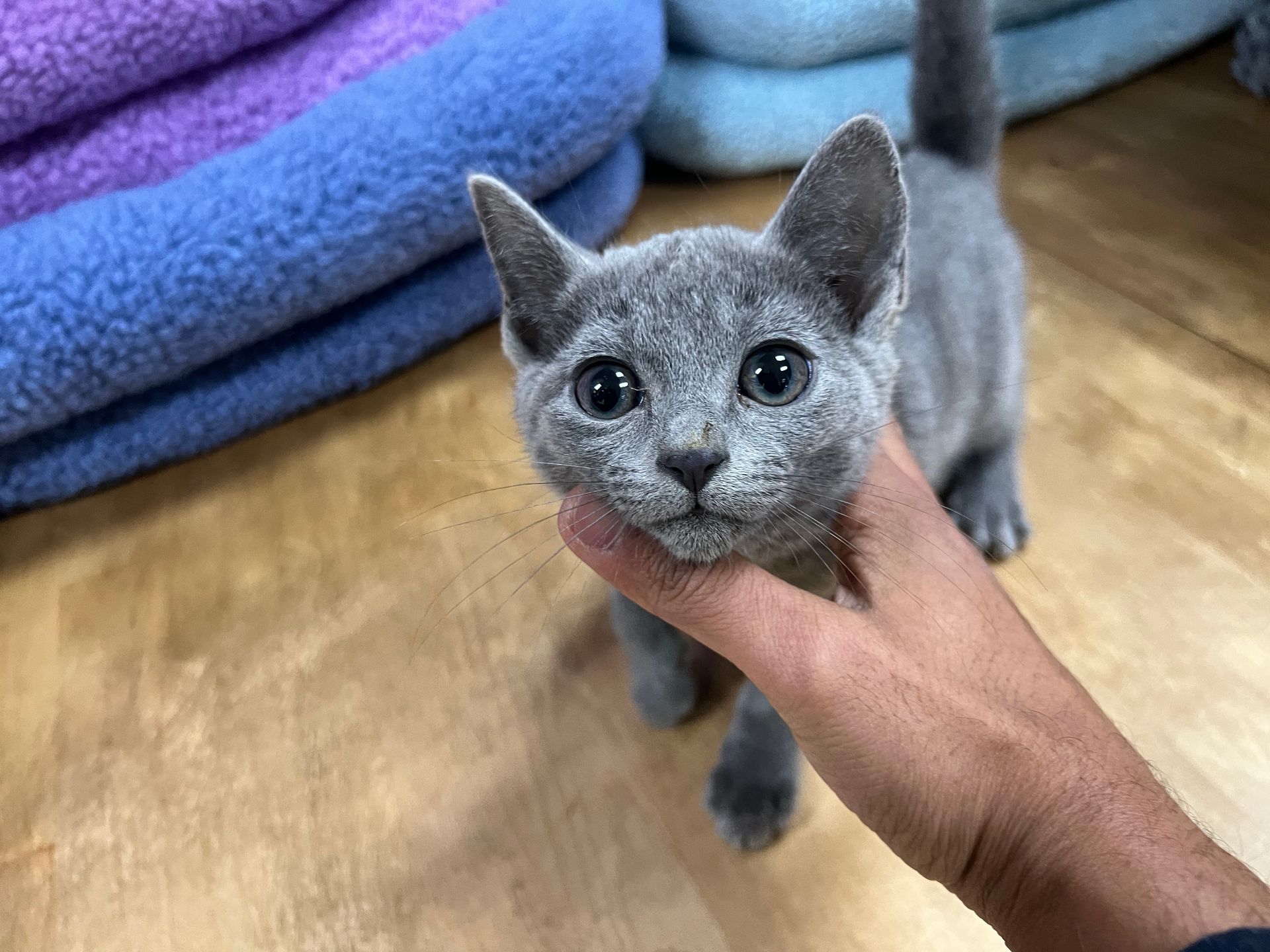 Russian Blue Kittens New York