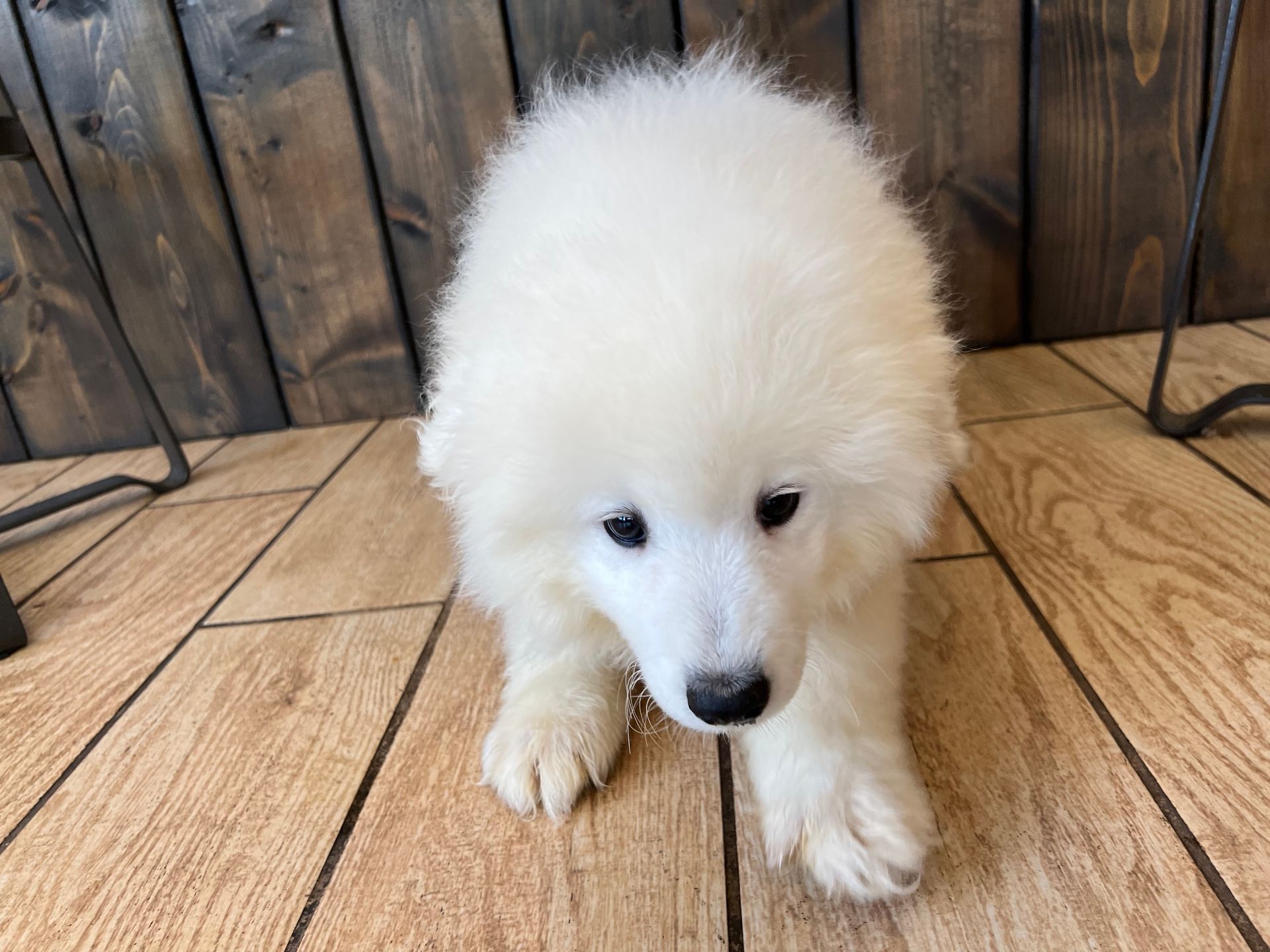 Samoyed puppies New York