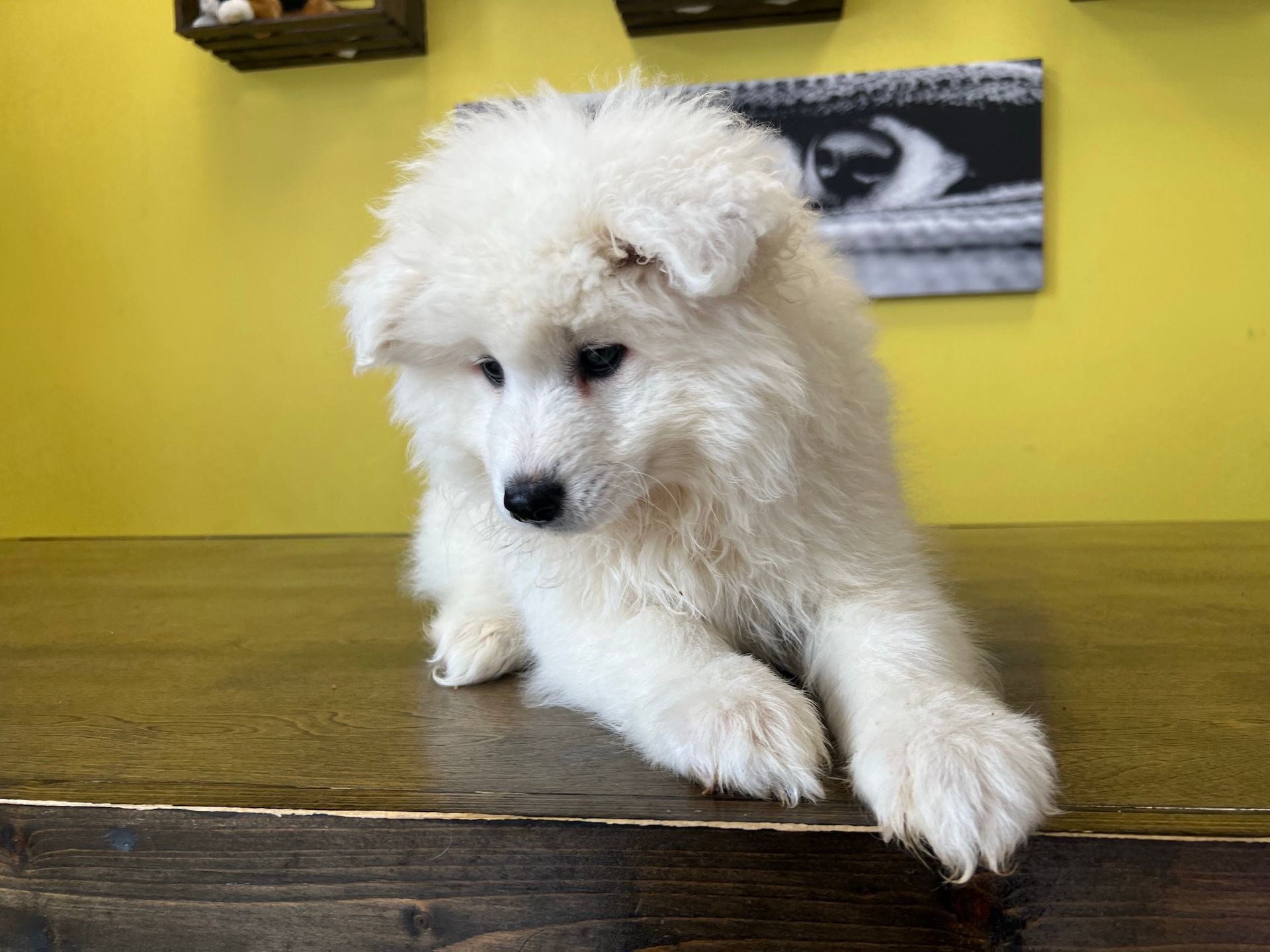 Samoyed puppies for sale New York
