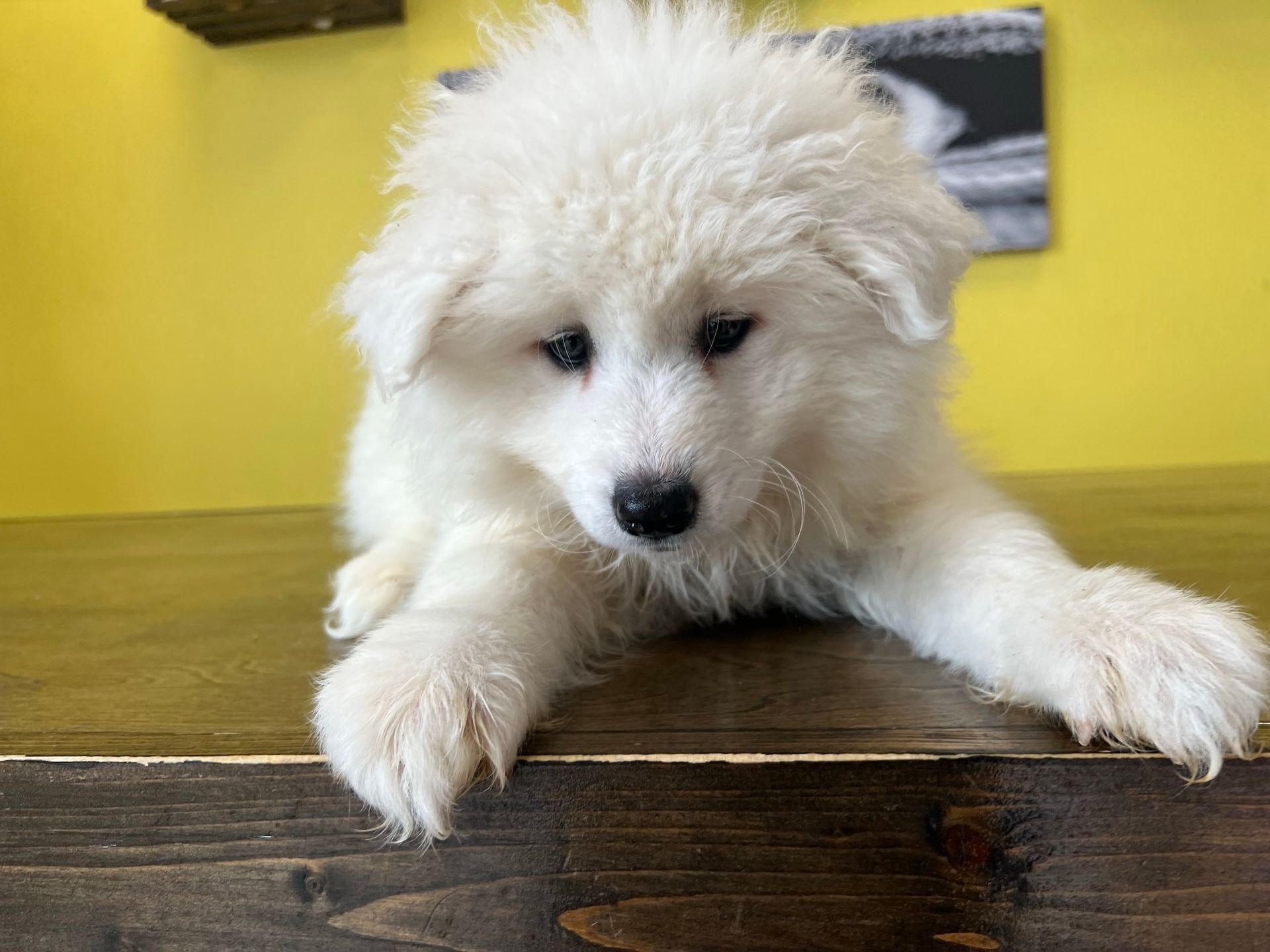Samoyed puppies New York