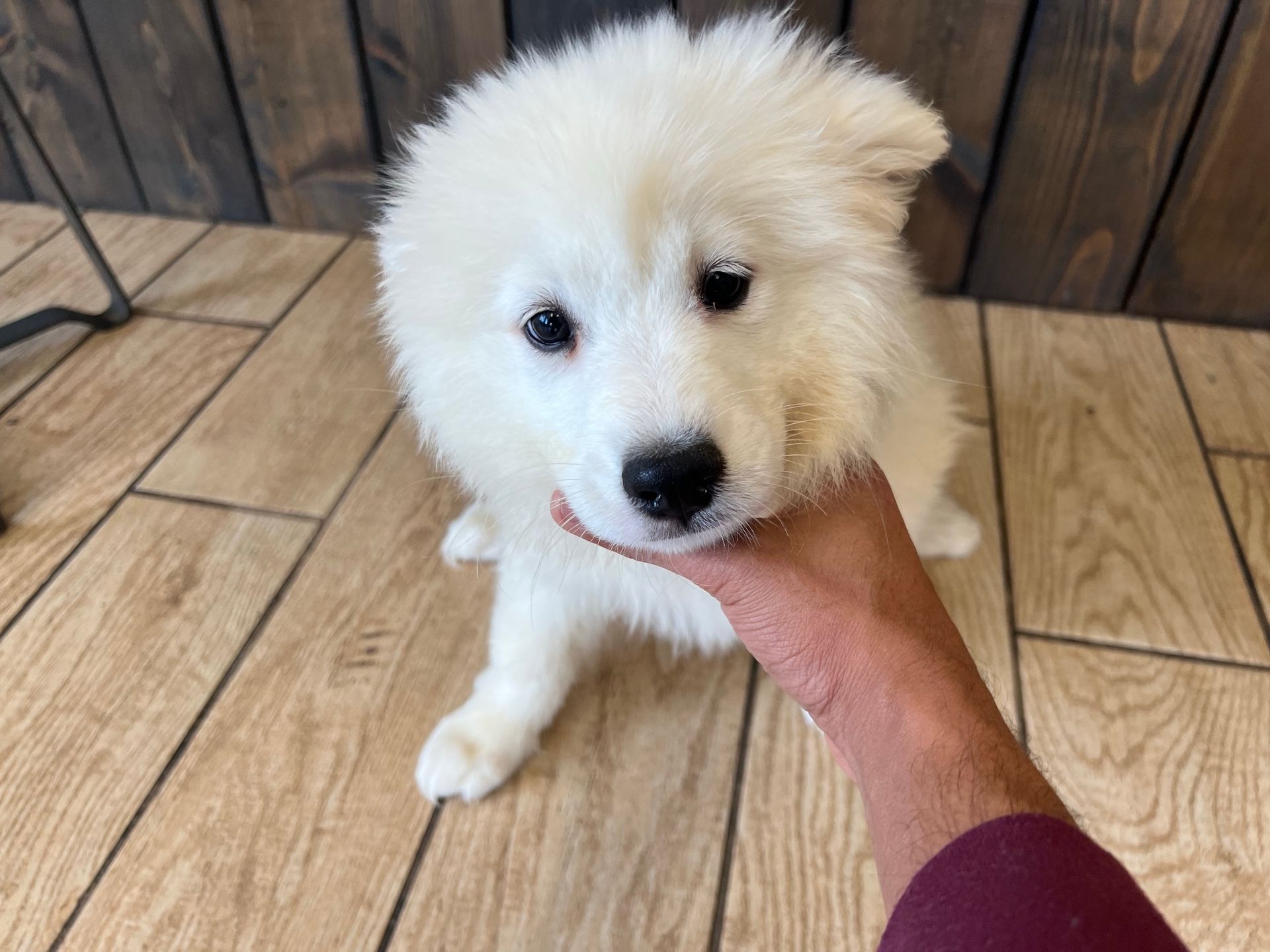 Samoyed puppies for sale New York