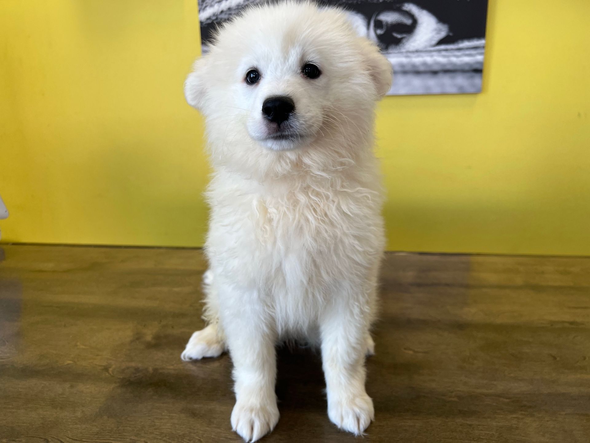 Samoyed puppies New York