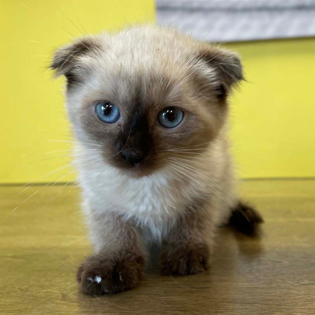 Scottish fold kittens for sale