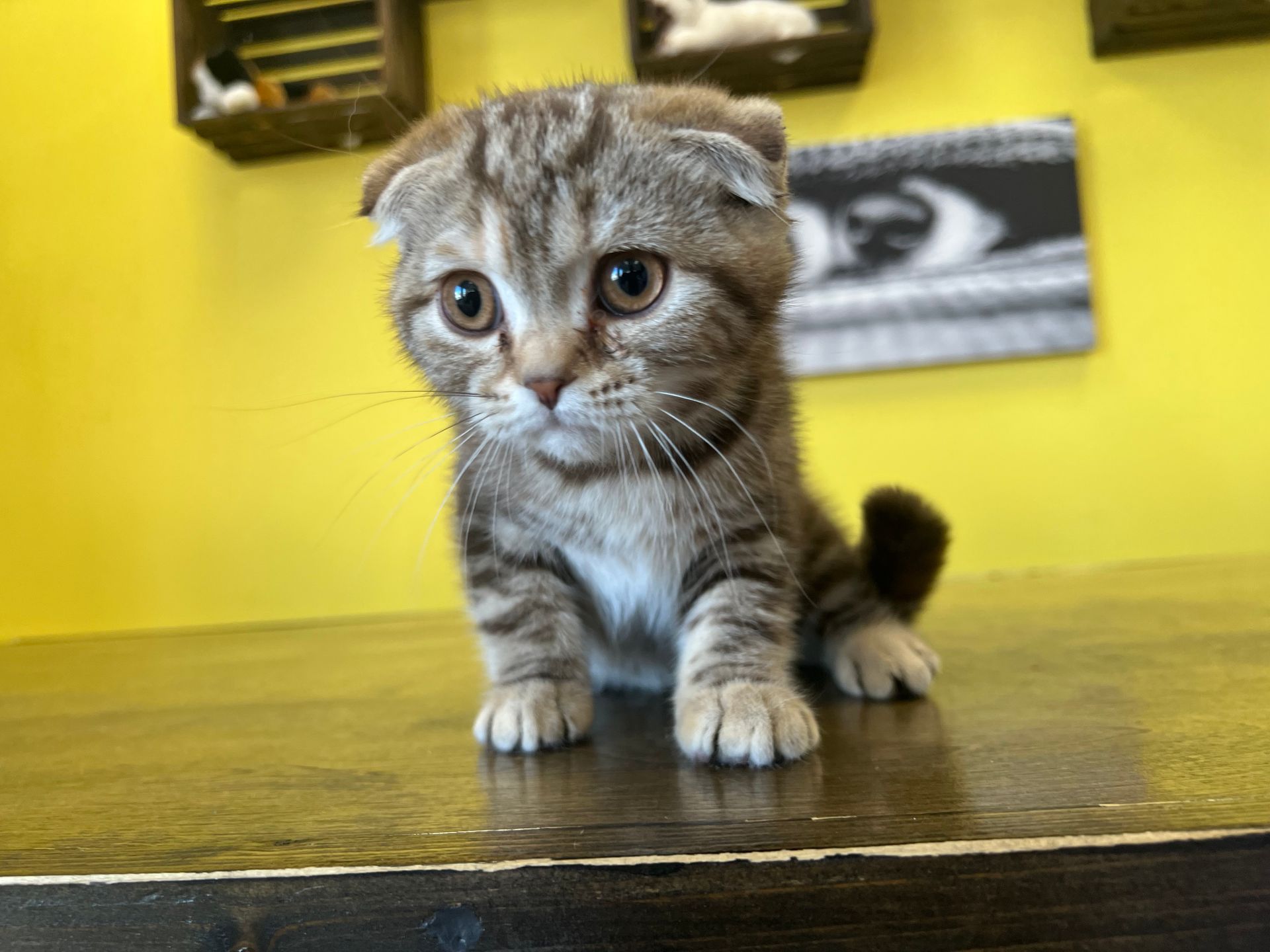 Scottish Fold Kittens New York