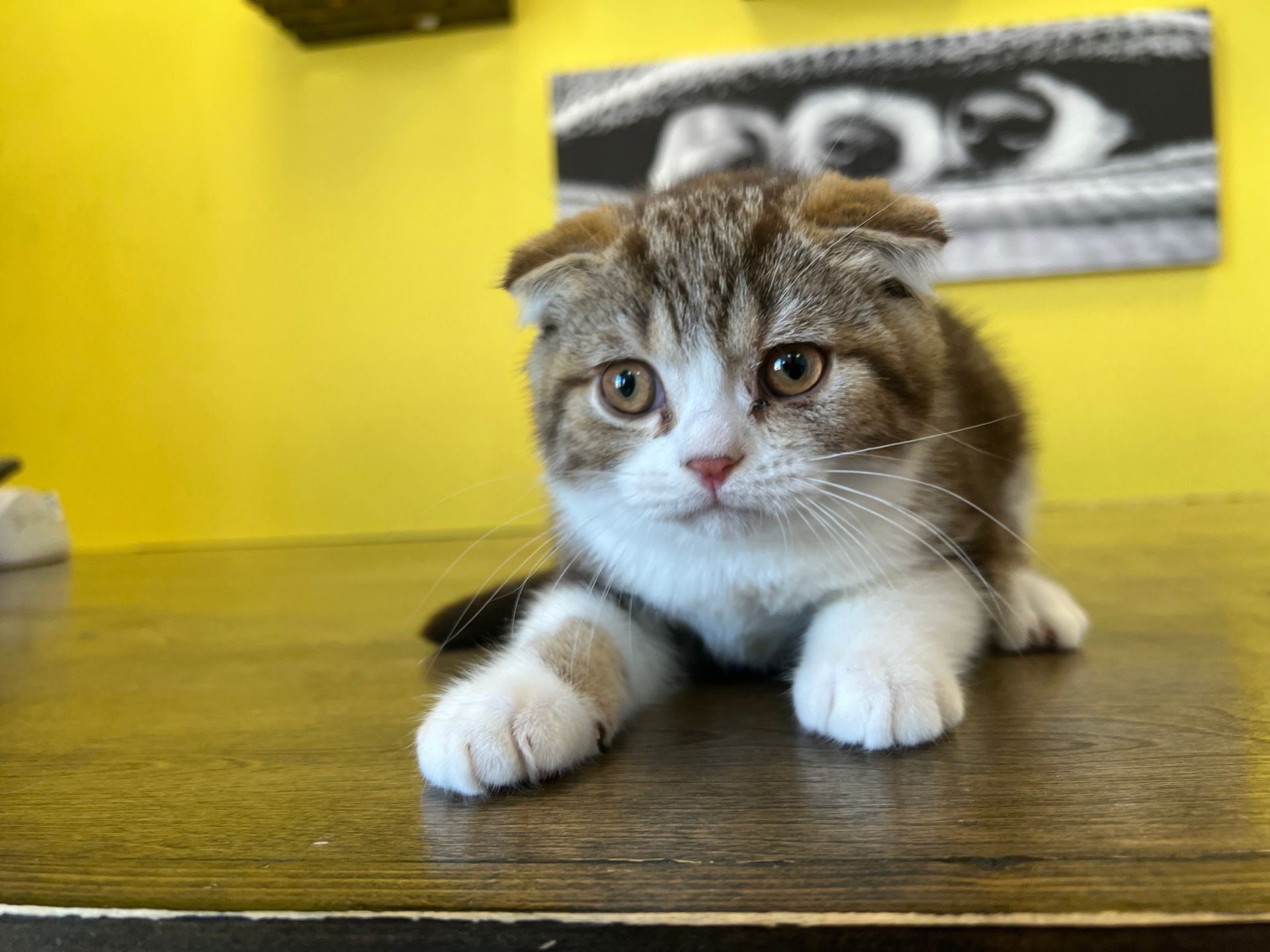 Scottish Fold Kittens for sale New York