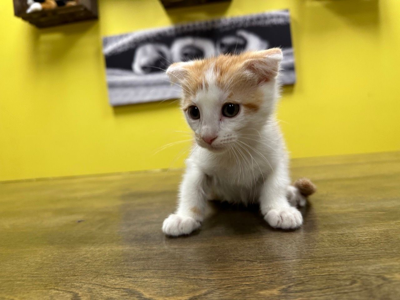 Scottish Fold Kittens New York