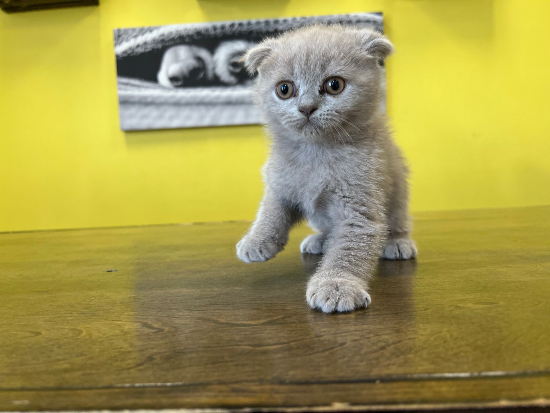Scottish Fold Kittens for sale New York
