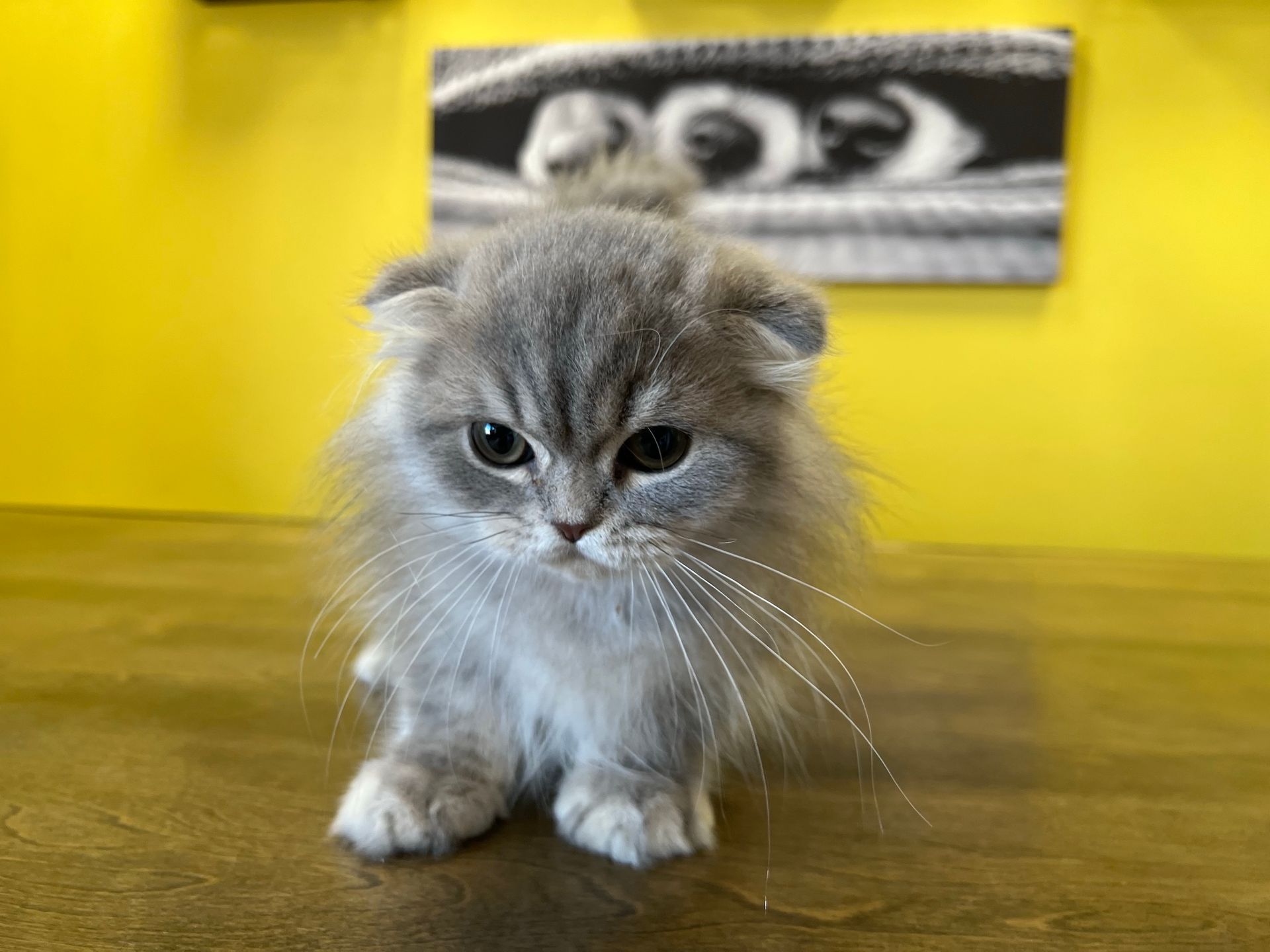 Scottish Fold Kittens New York