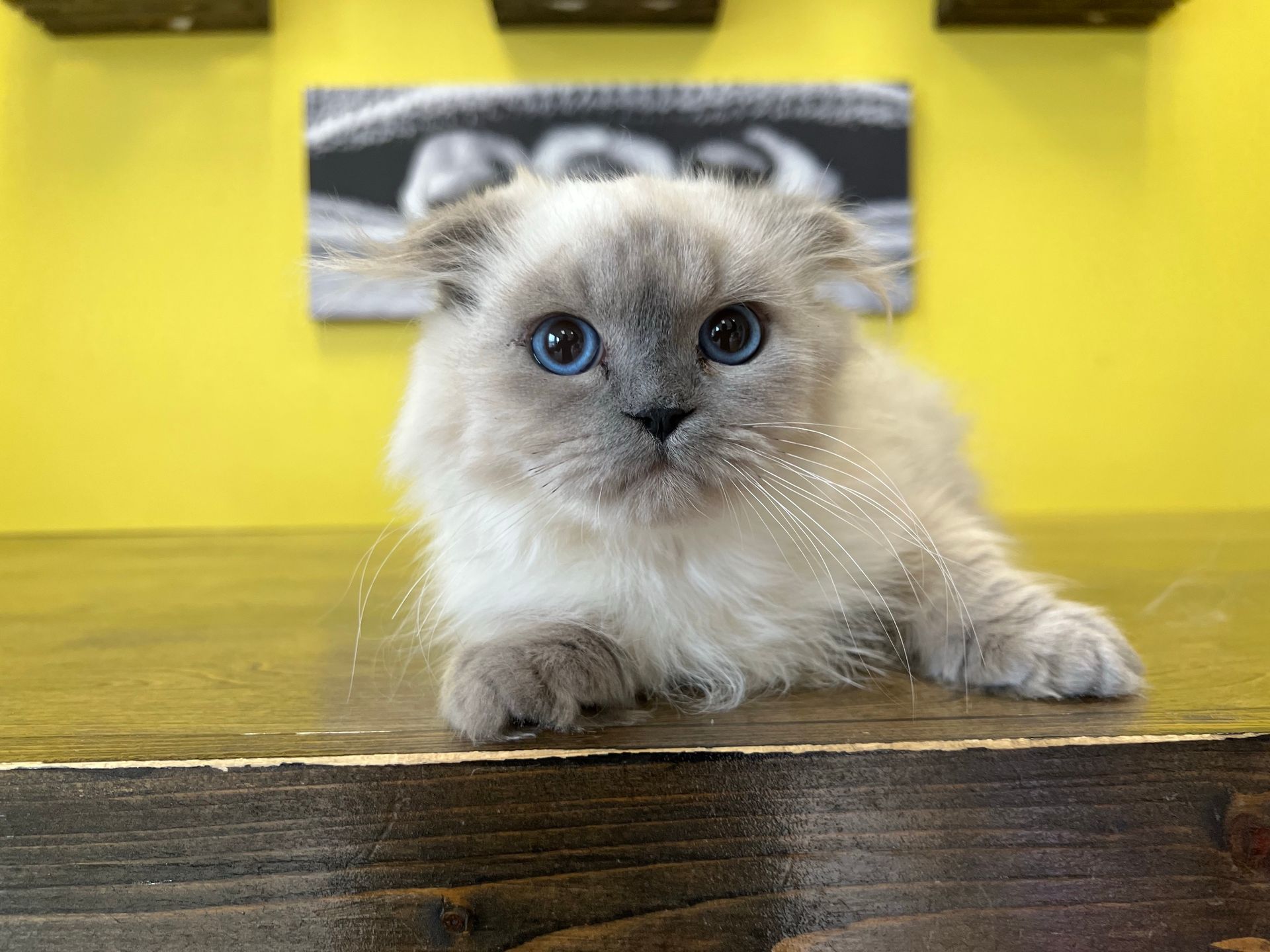 Scottish Fold Kittens for sale New York
