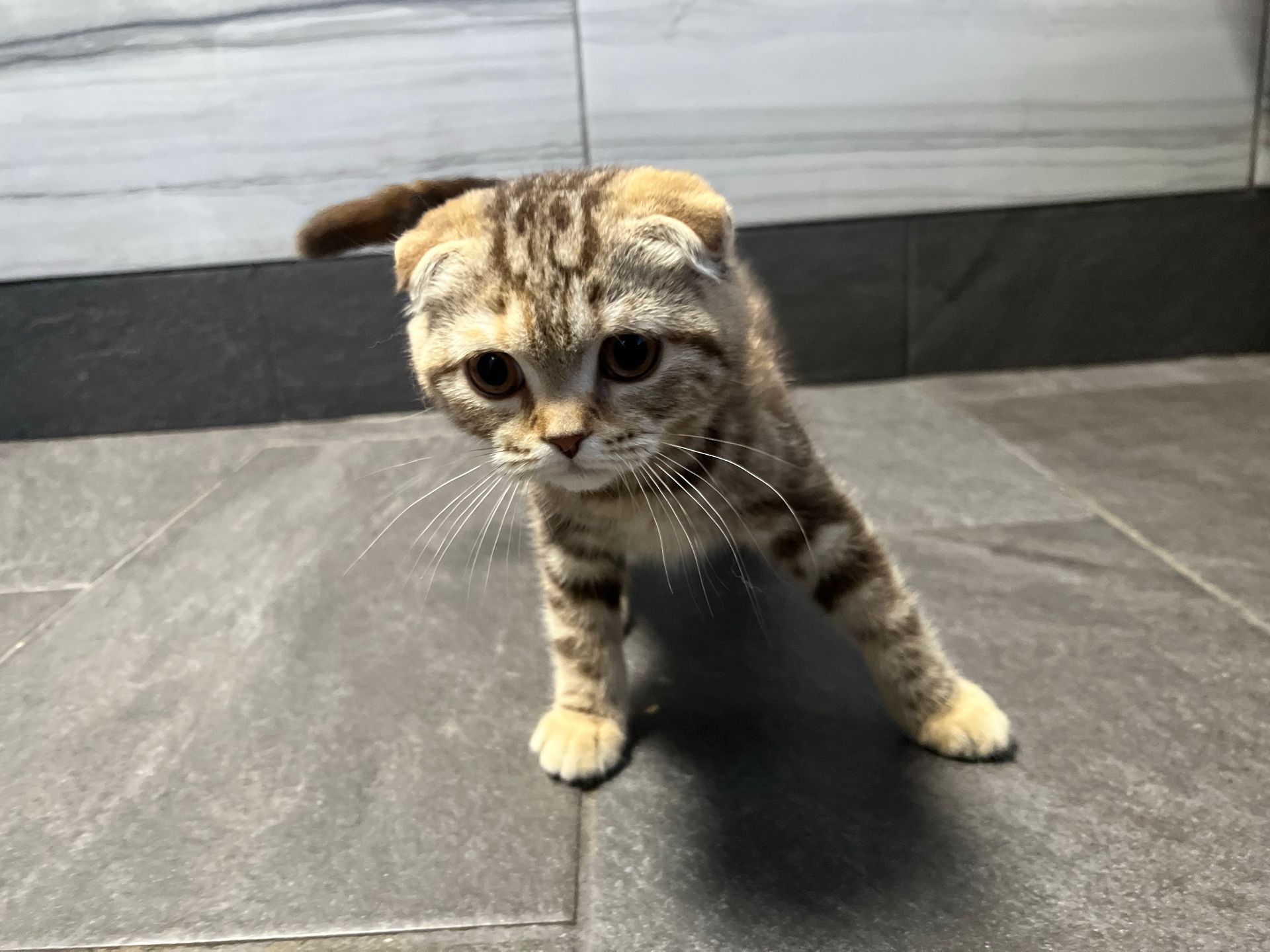 Scottish Fold Kittens New York