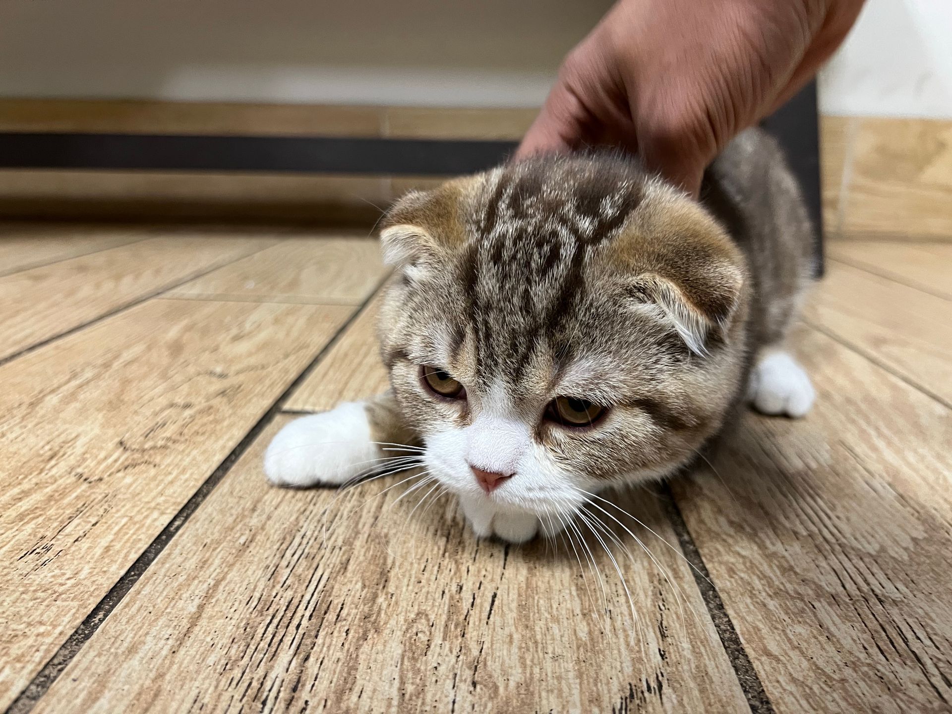 Scottish Fold Kittens for sale New York