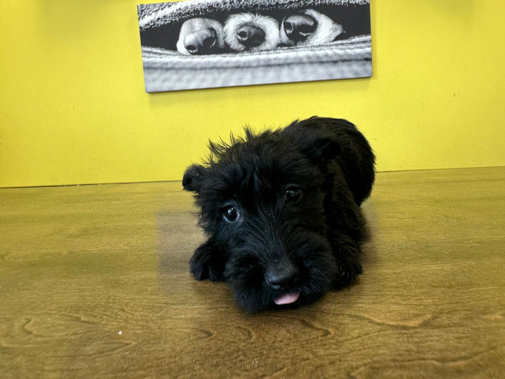 Scottish Terrier puppies New York