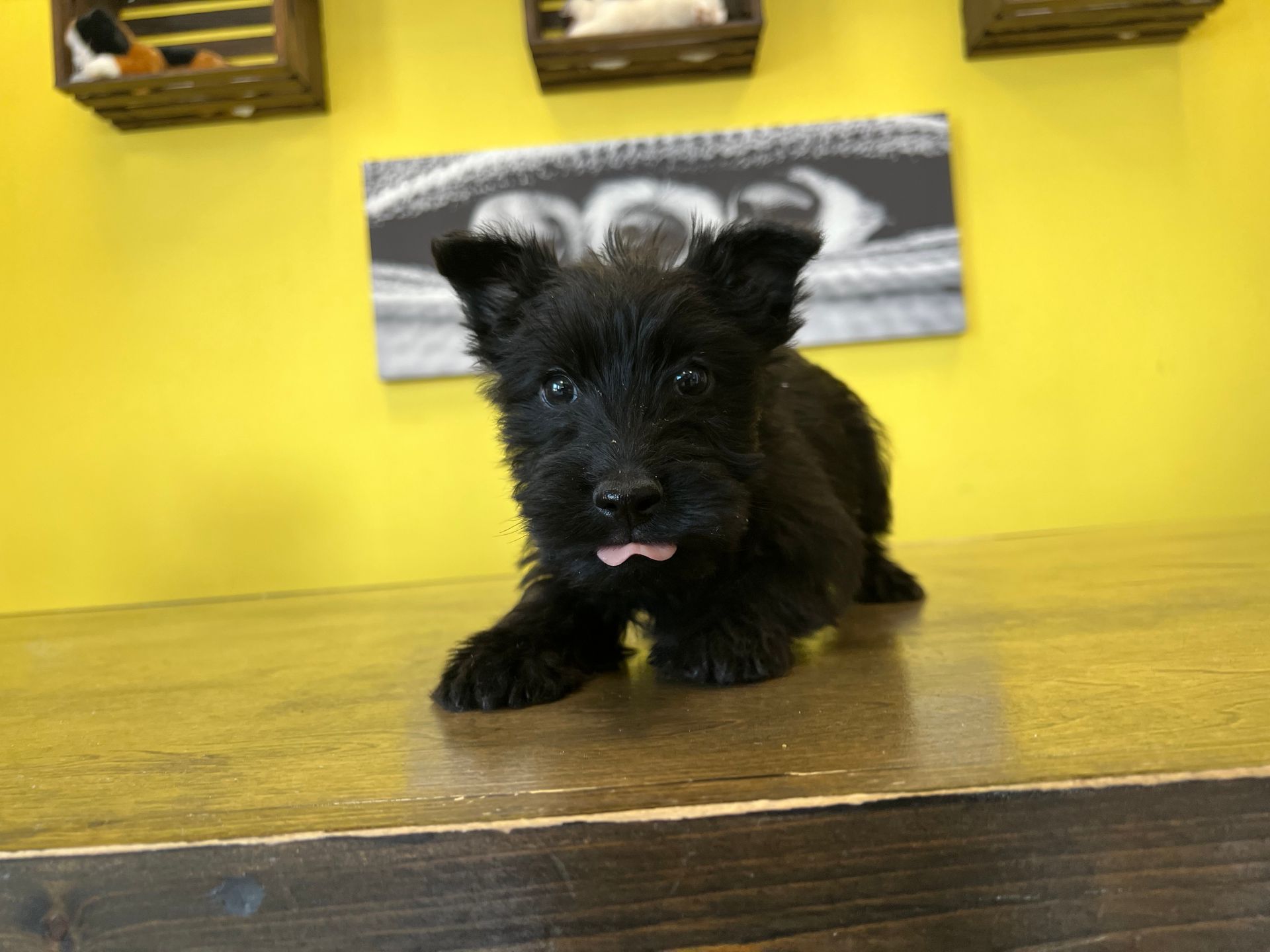 Scottish Terrier puppies for sale New York