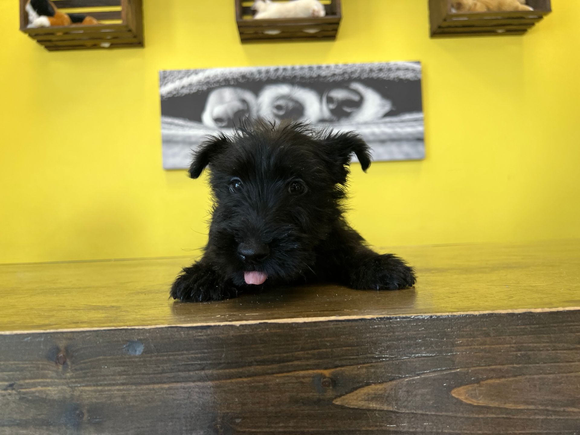 Scottish Terrier puppies New York