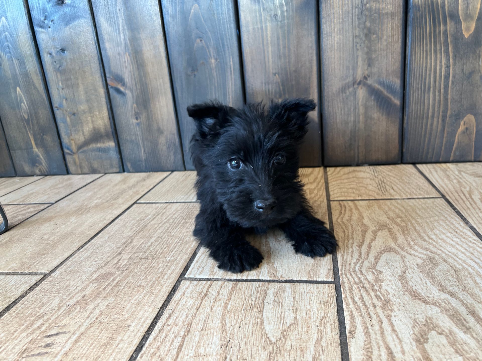 Scottish Terrier puppies for sale New York