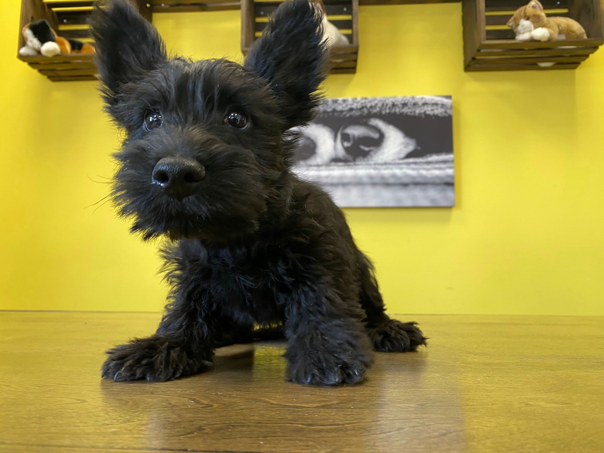 Scottish Terrier puppies New York