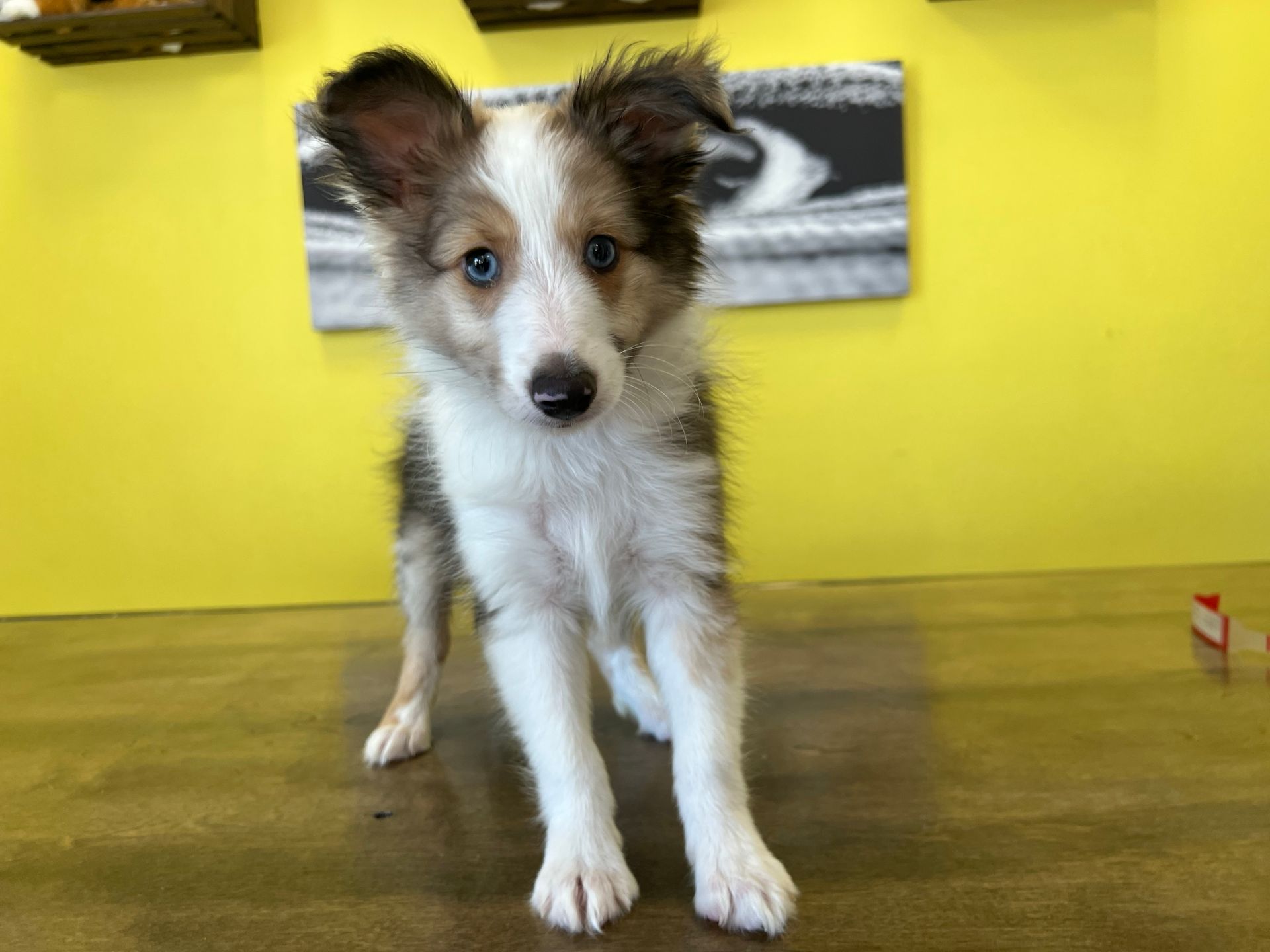 sheltie puppies New York