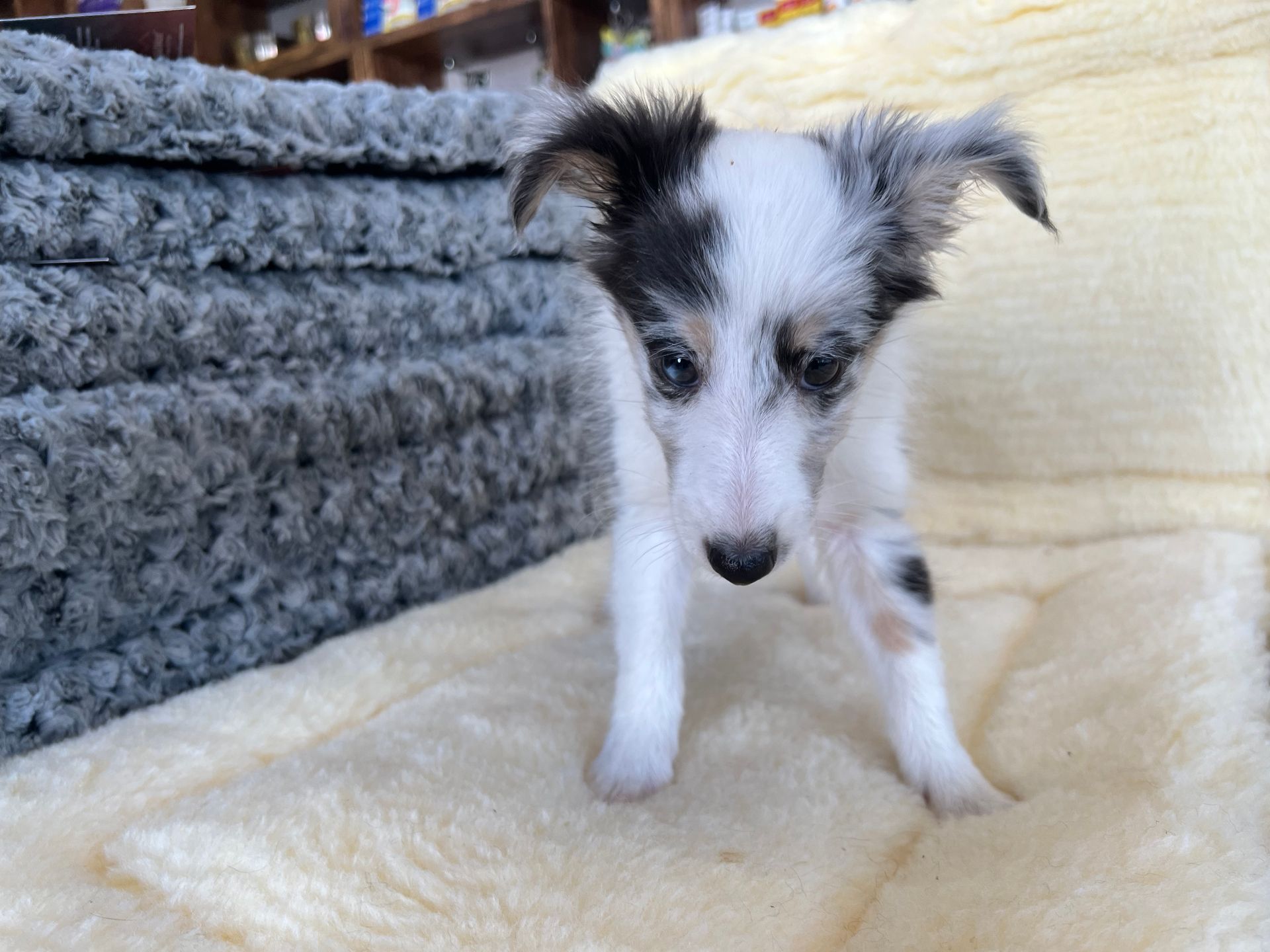 Sheltie puppies for sale New York