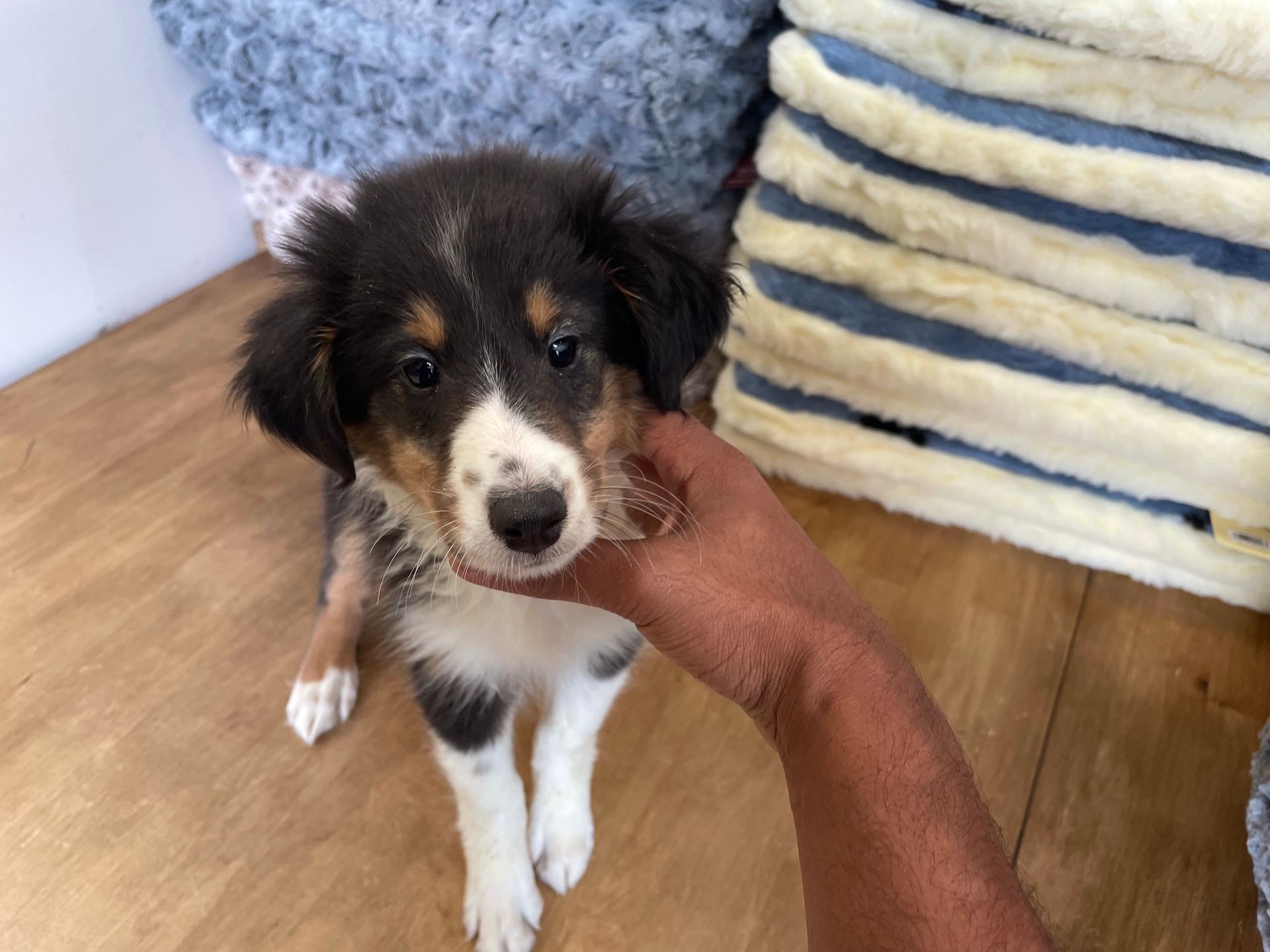 Sheltie puppies New York