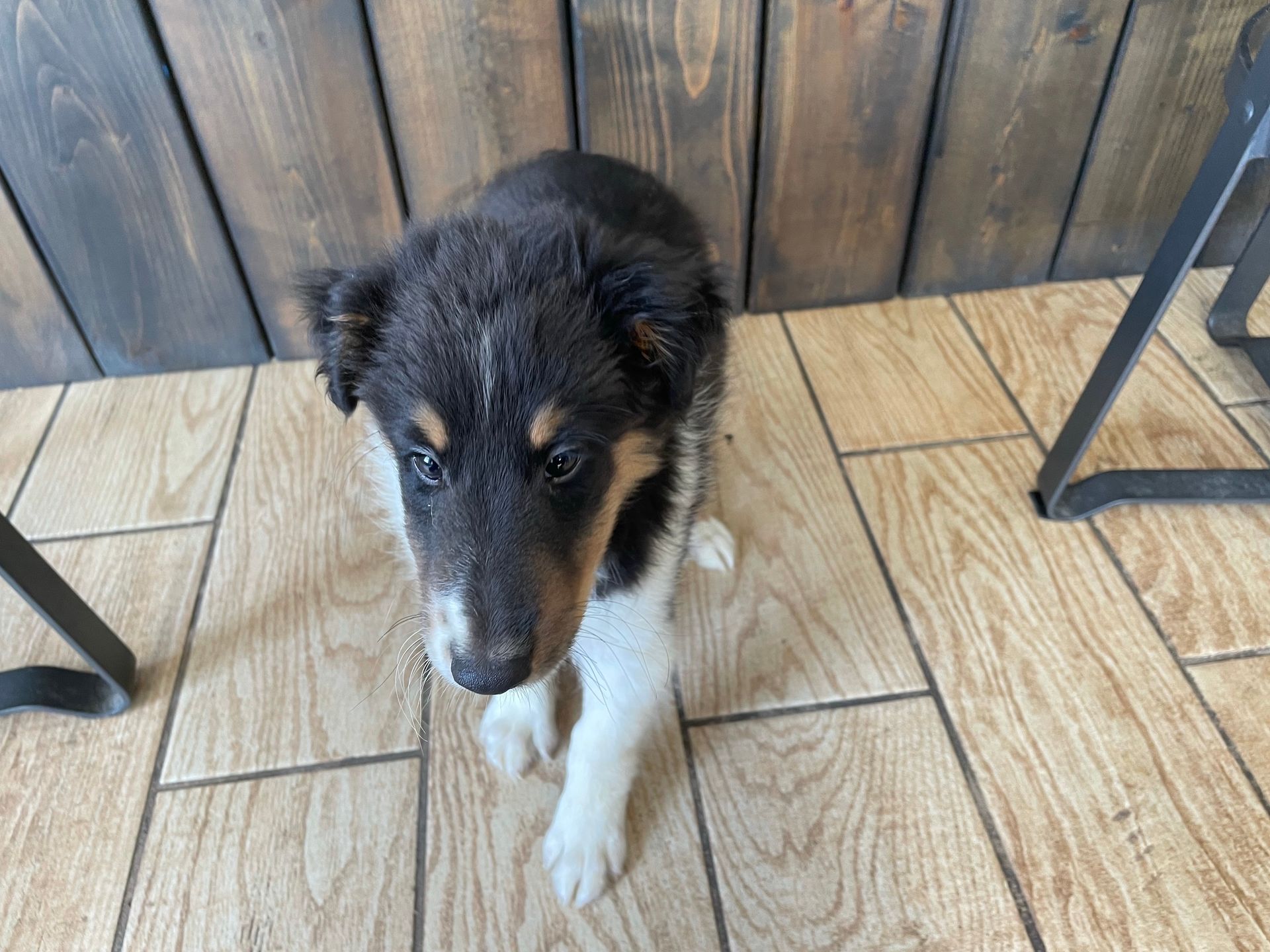 Sheltie puppies for sale New York