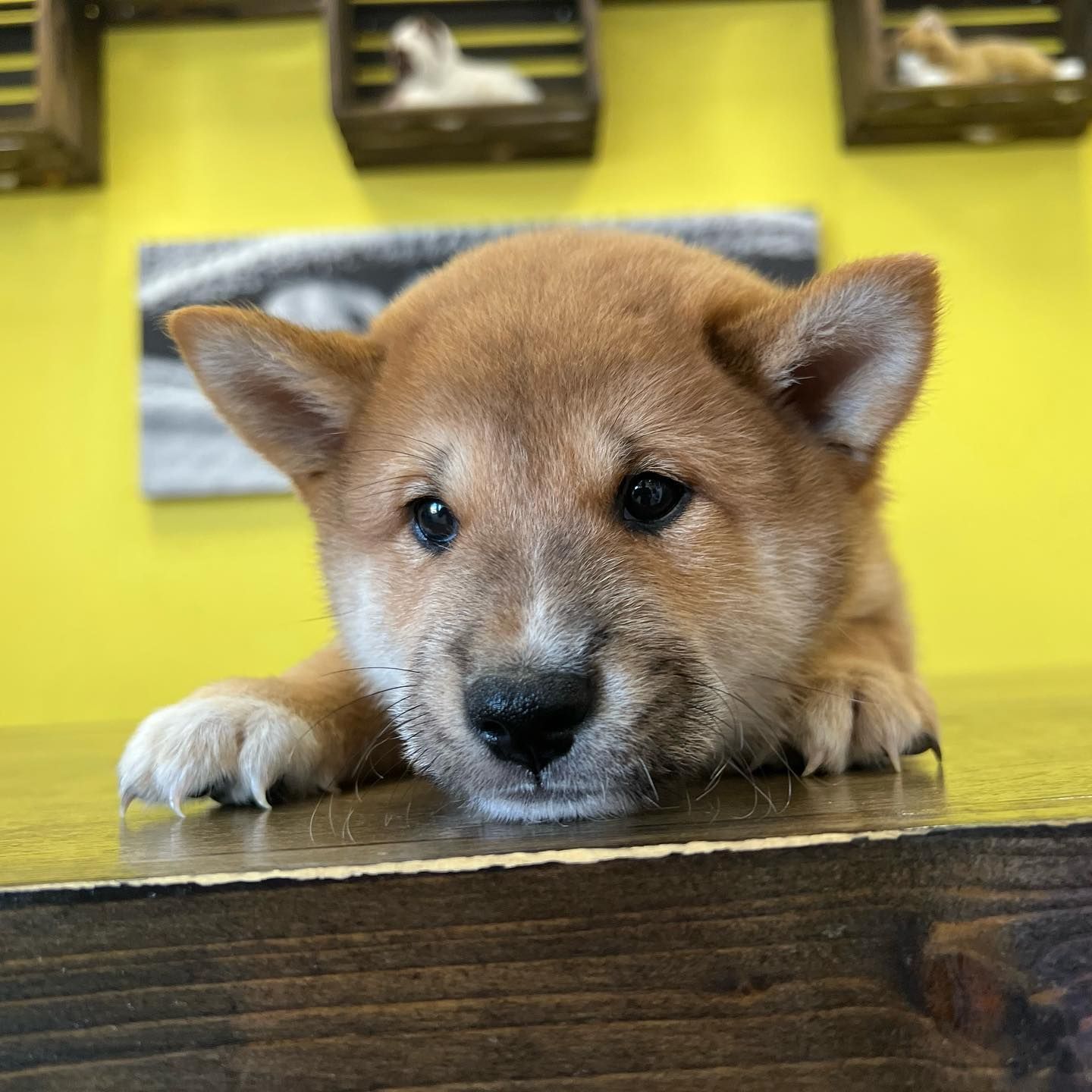 shiba inu puppies Shiba Inu puppies for sale