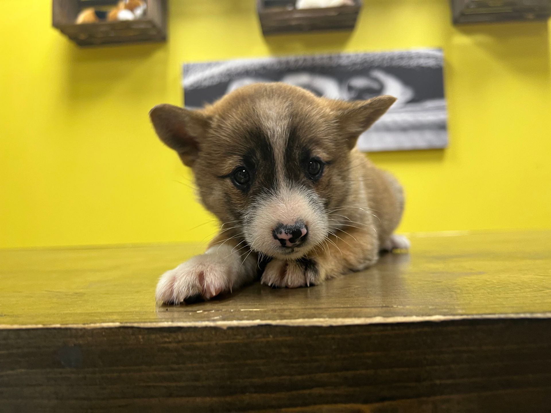 Shiba Inu puppies for sale New York