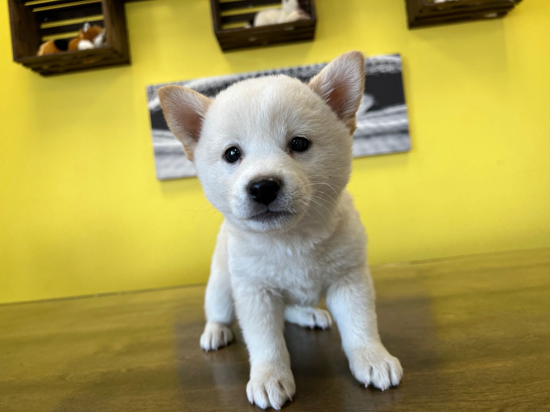 Shiba Inu puppies New York